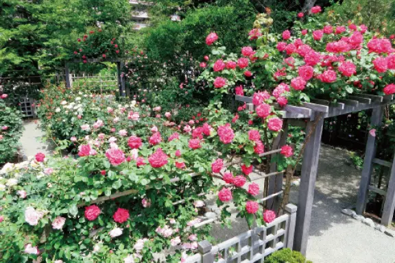 センスがいい花好きがレコメンド“日本全国、憧れの薔薇園3”_1_11