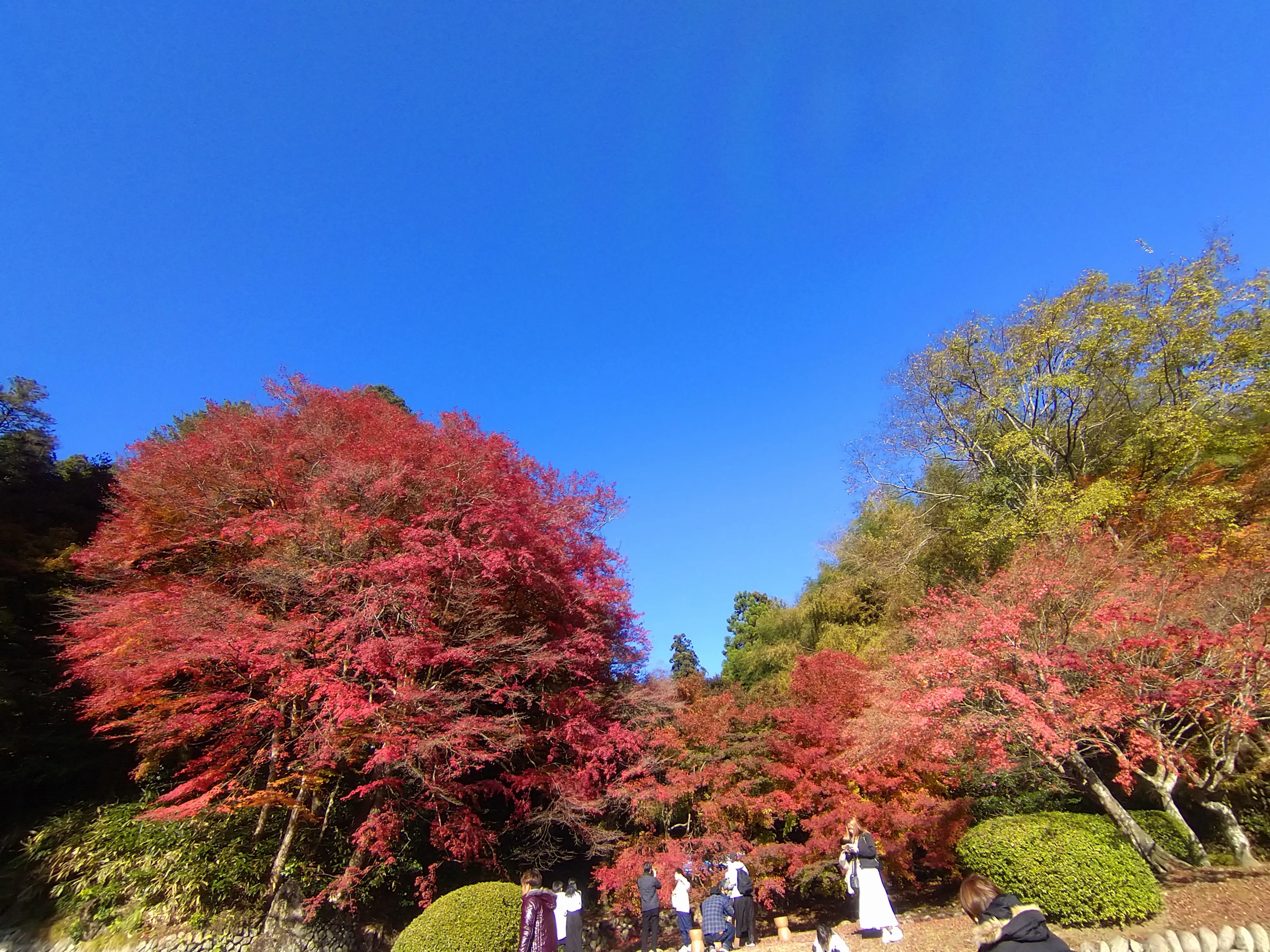 秋を探し求めて…紅葉に大銀杏に、行列の出来る鯛焼まで♡♡♡_1_3