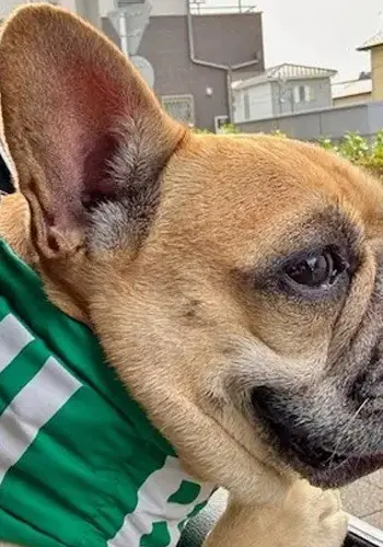 エクラ 華組山崎さんの愛犬