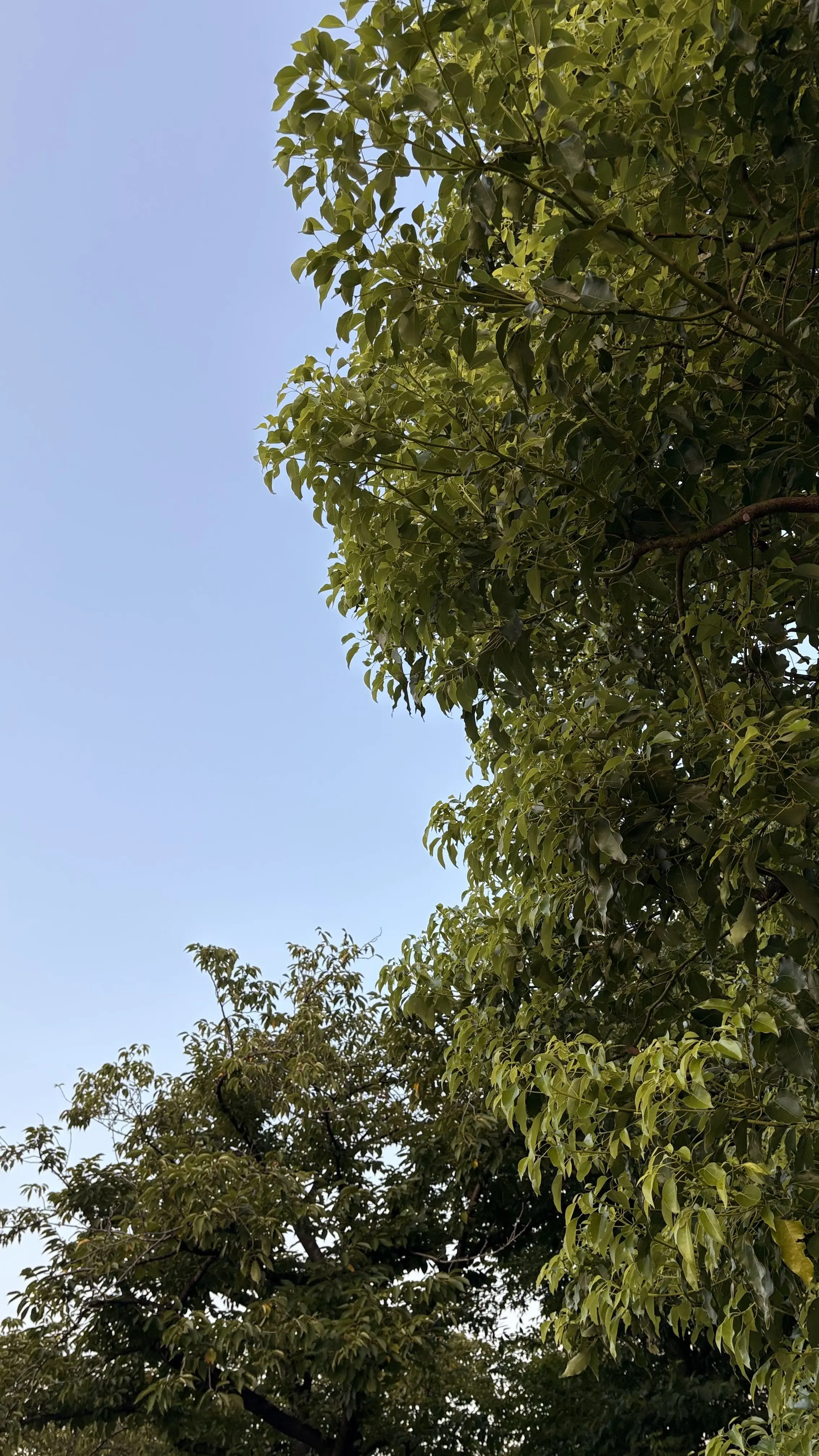 夏空　夏の空