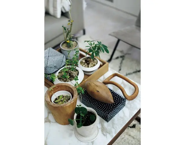 日当たりのいいコーヒーテーブルの上は観葉植物の定位置。