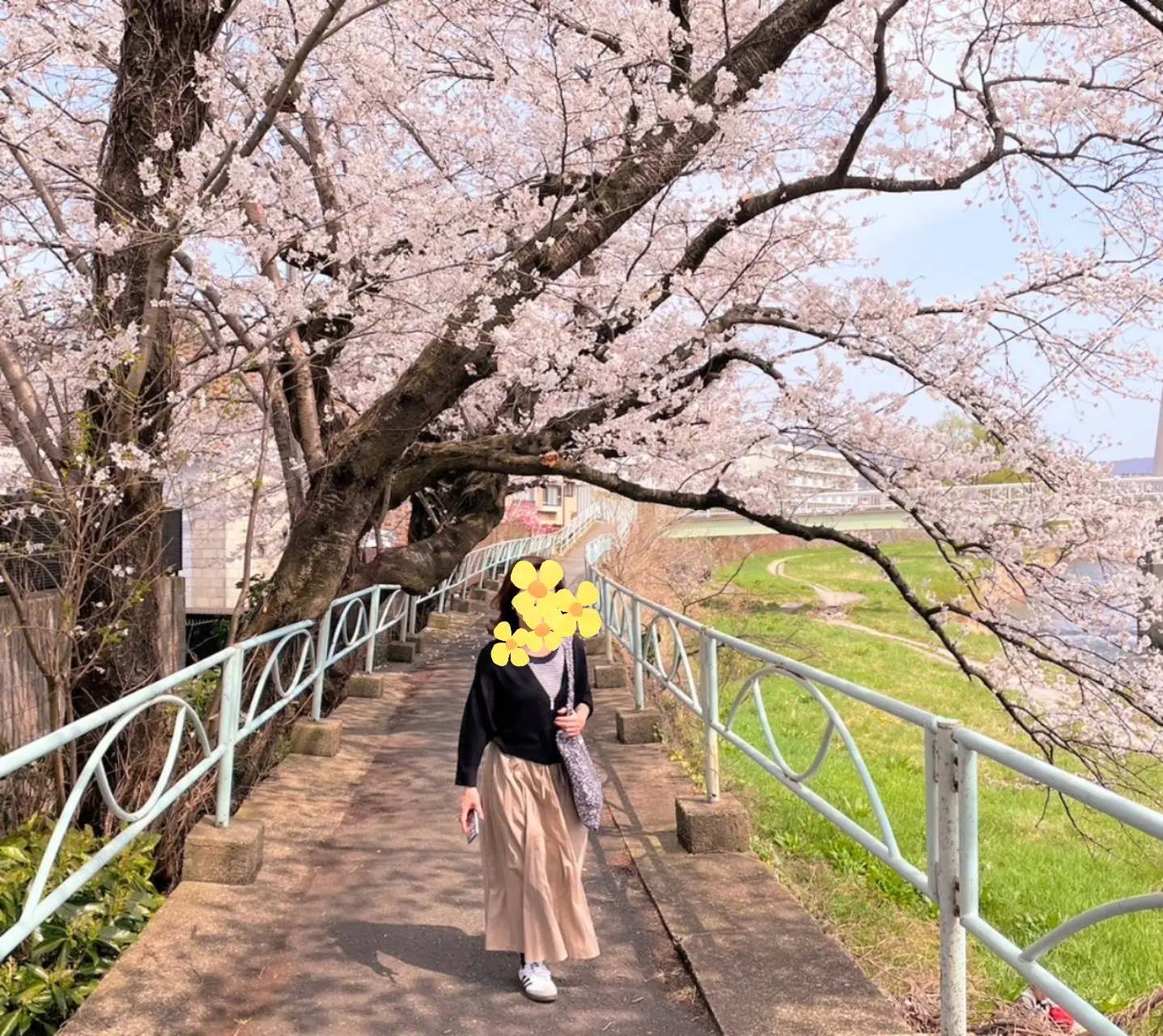 東北に桜の季節がやってきました🌸_1_13
