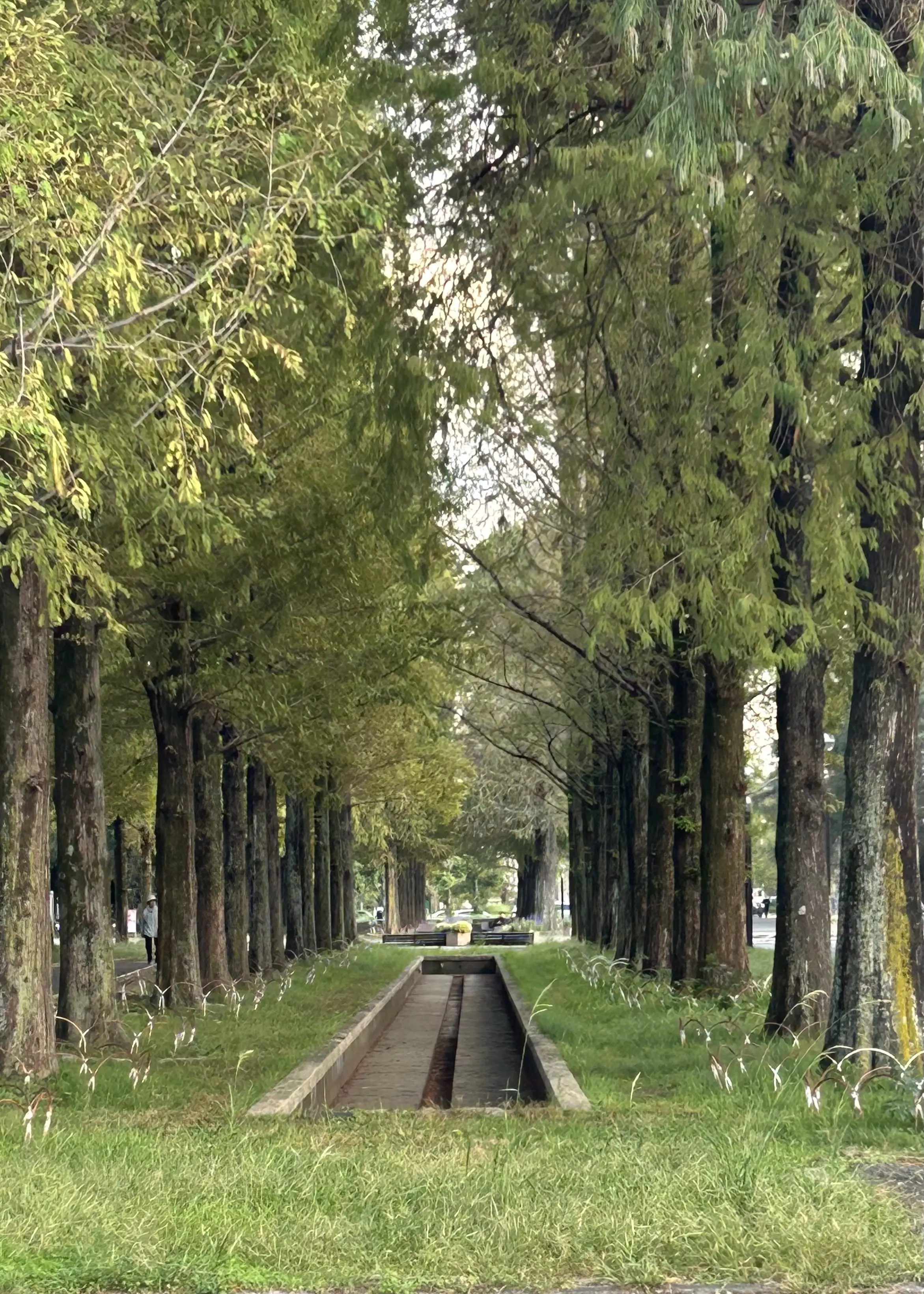 秋空とコスモスの丘✨_1_9-2