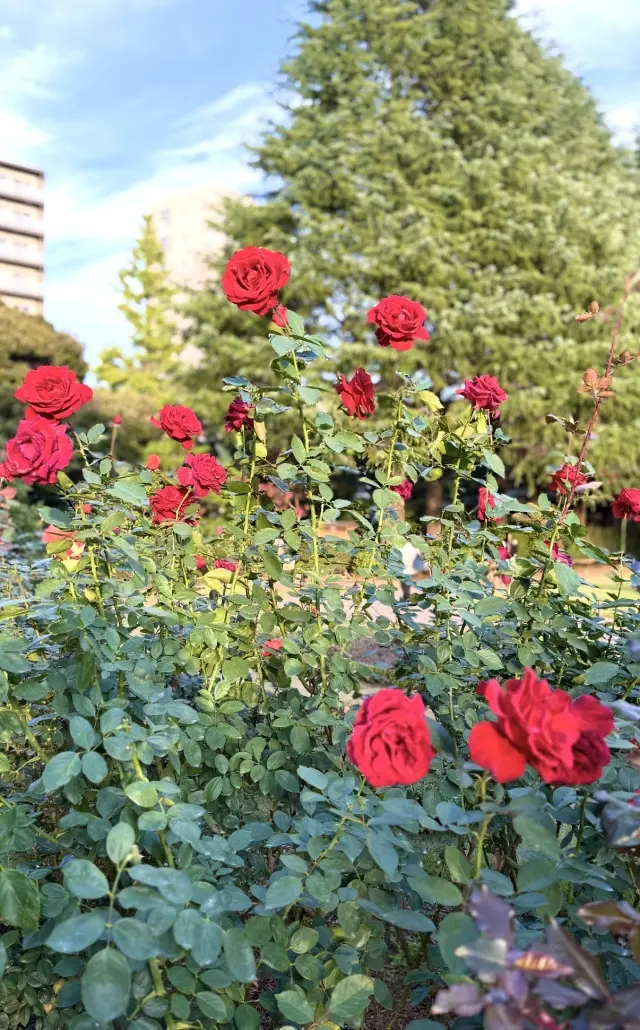 美しいバラと紅葉、旧古河庭園へ_1_4