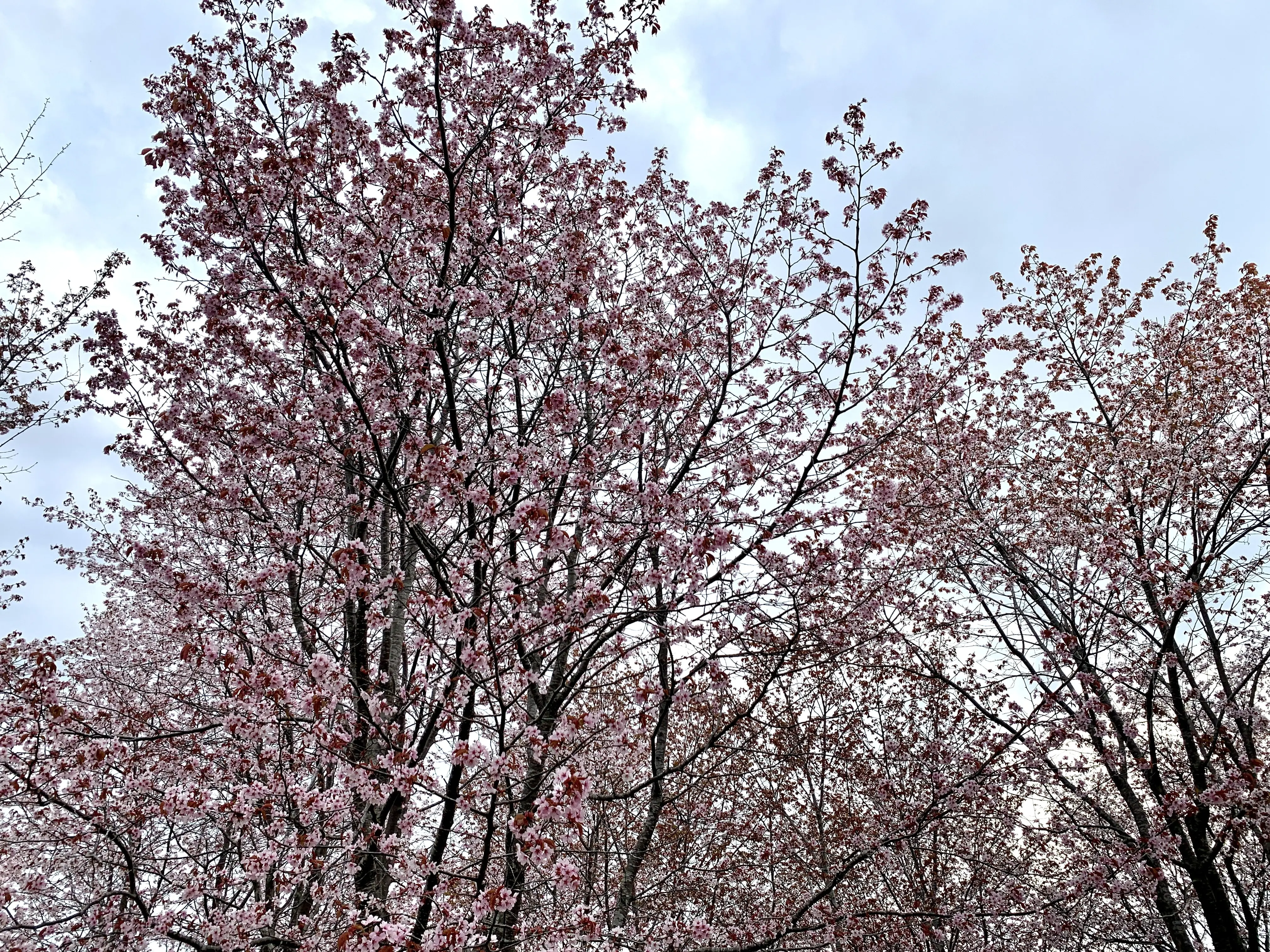 有島地区の桜