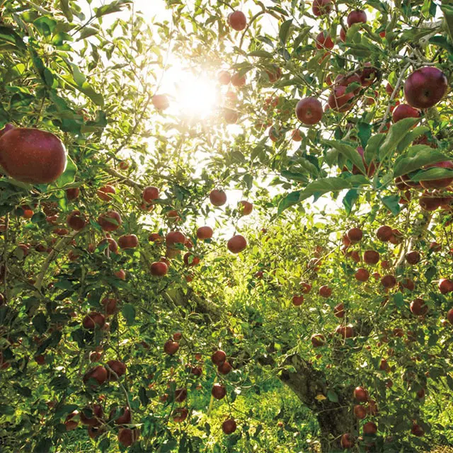 信州りんごのおいしさが香る『アップル＆ローゼス』のタルトケーキ