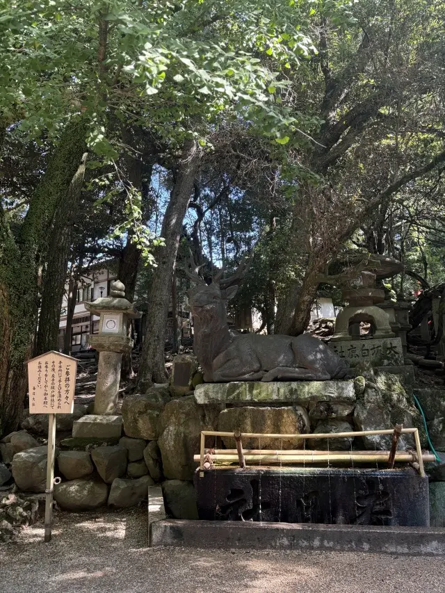 朝の光に包まれて 〜春日大社の特別拝観へ〜_1_4