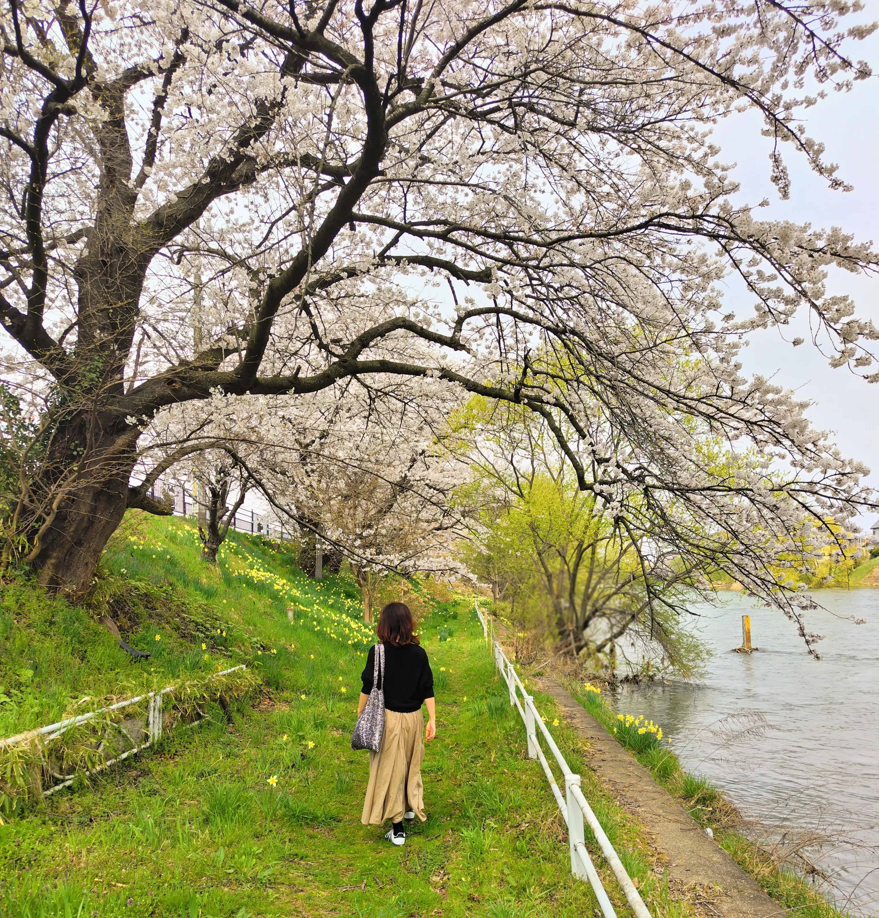 北上川沿いの桜