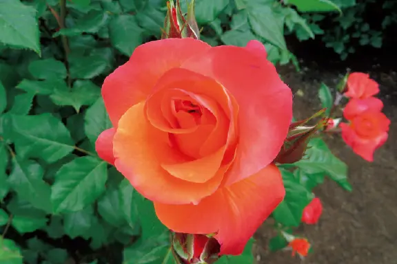 センスがいい花好きがレコメンド“日本全国、憧れの薔薇園3”_1_9