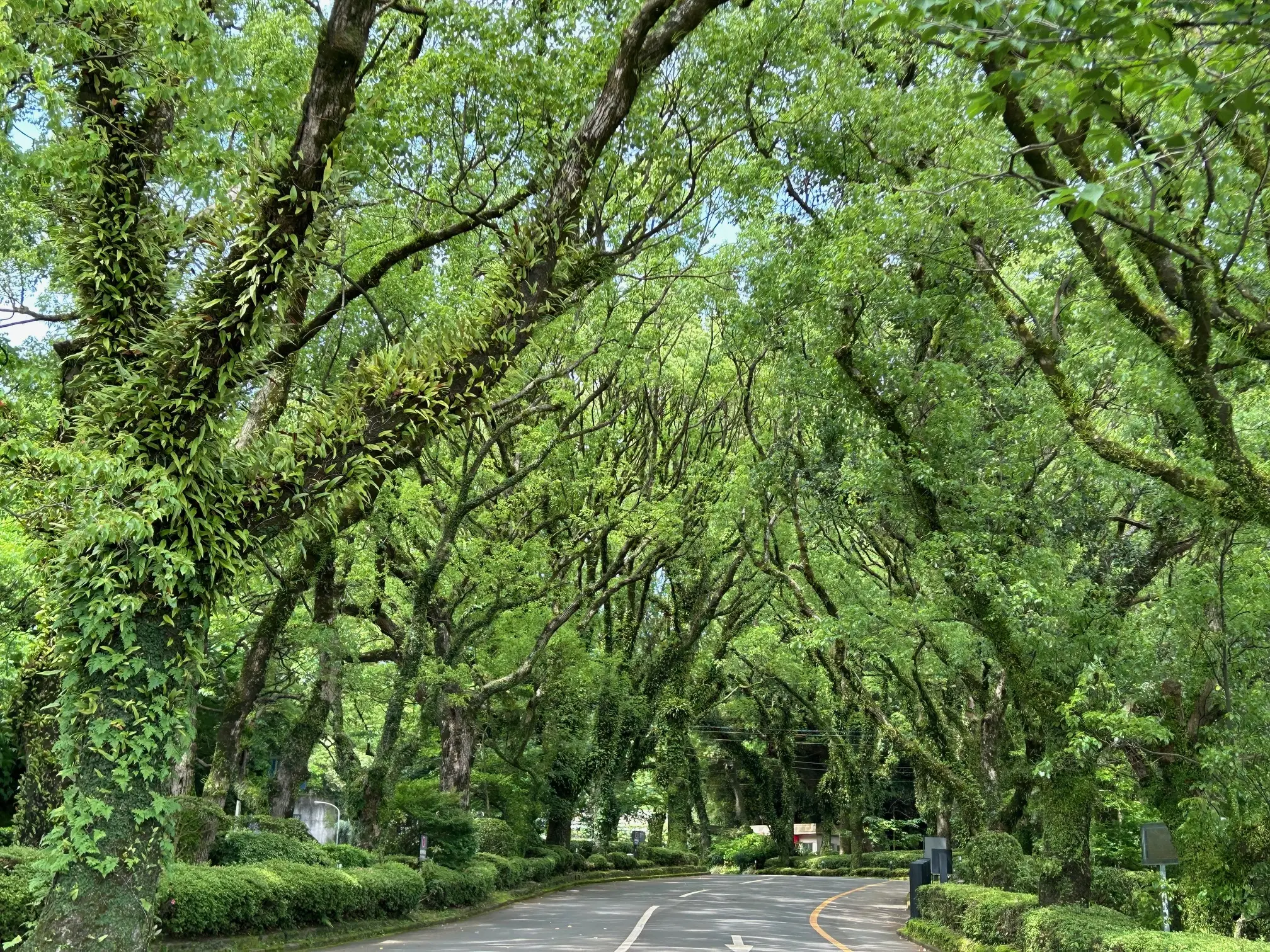 ホテル敷地内の木々