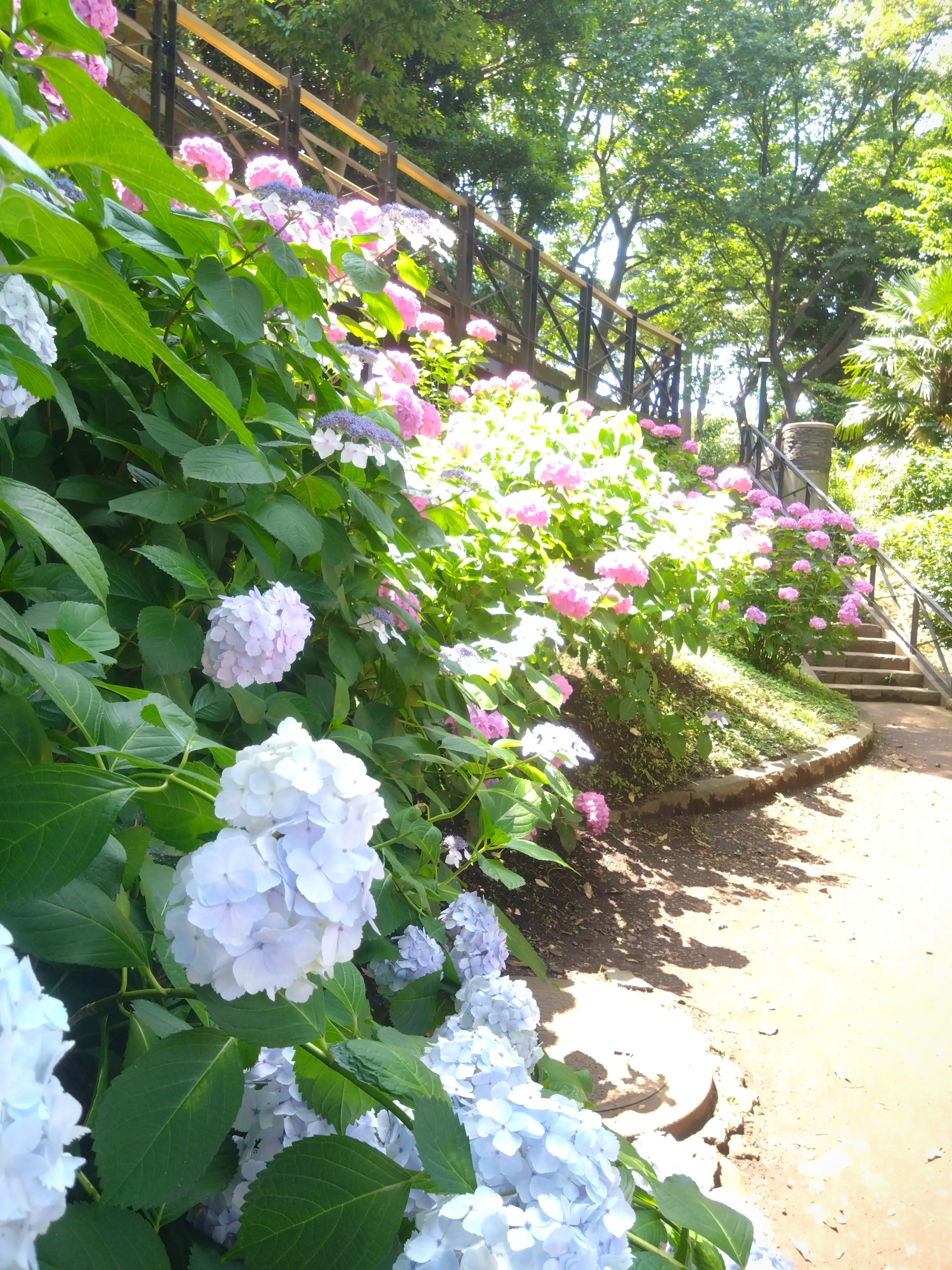 横浜元町、港の見える丘公園、紫陽花