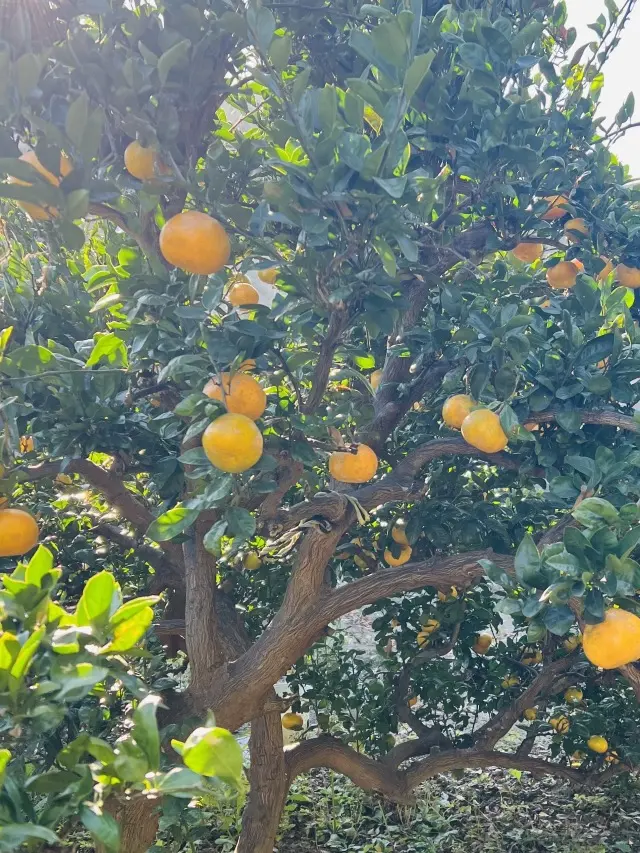 秋の恵みたっぷり！手作り酵素ドリンク_1_5