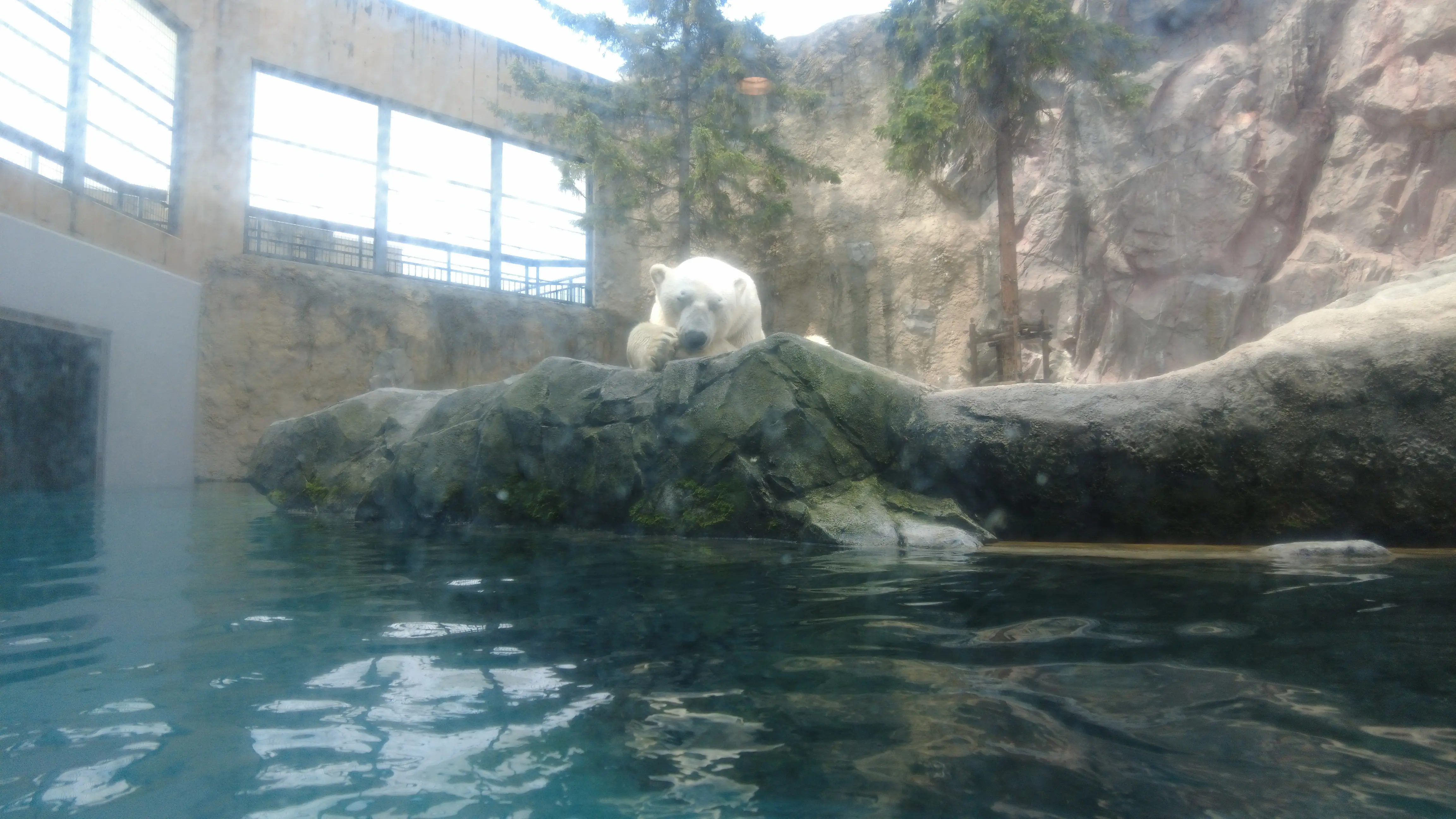 念願だった北海道旭川市「旭山動物園」行ってきました～♪_1_11
