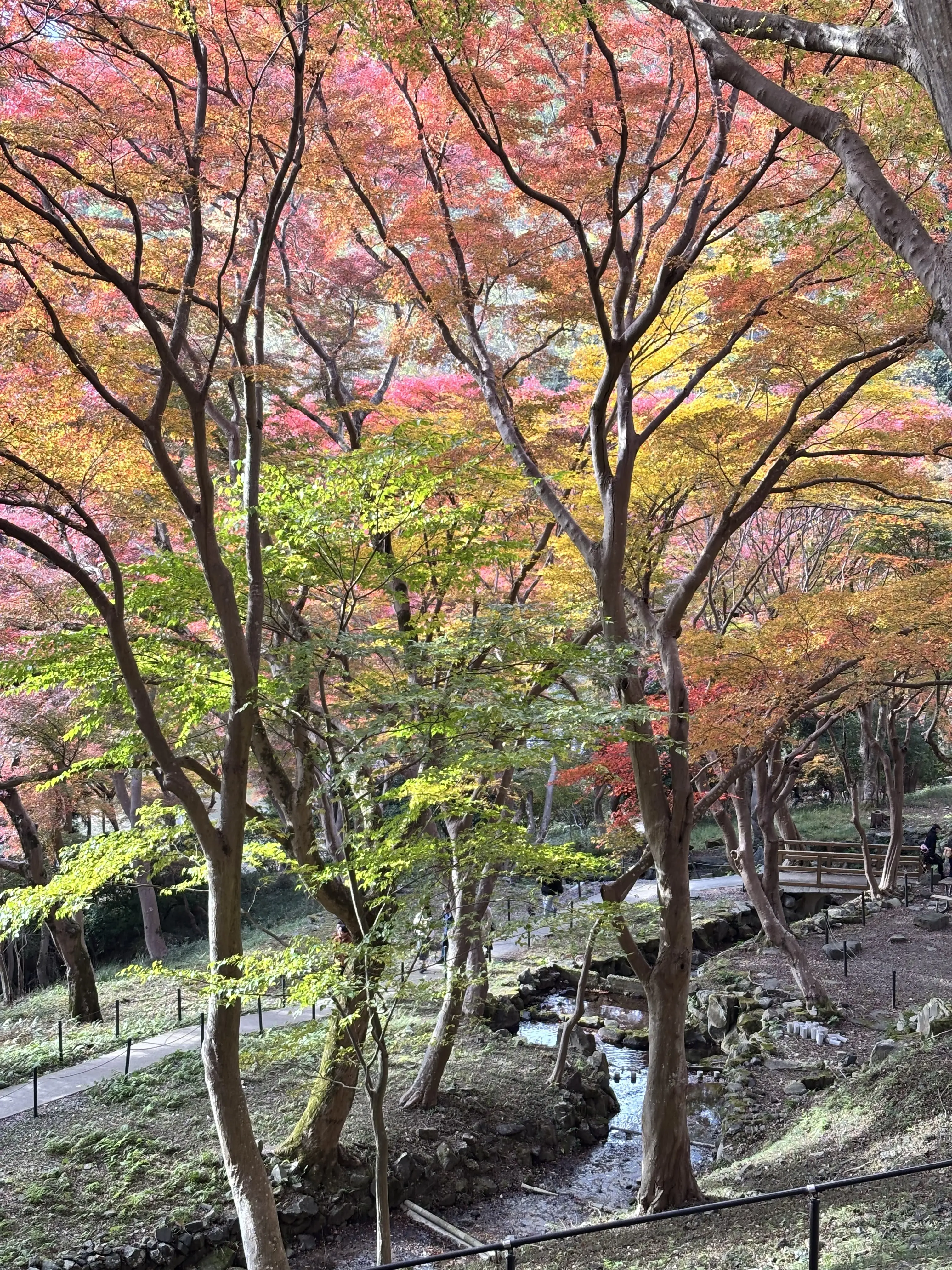 京都　八瀬　もみじの小径