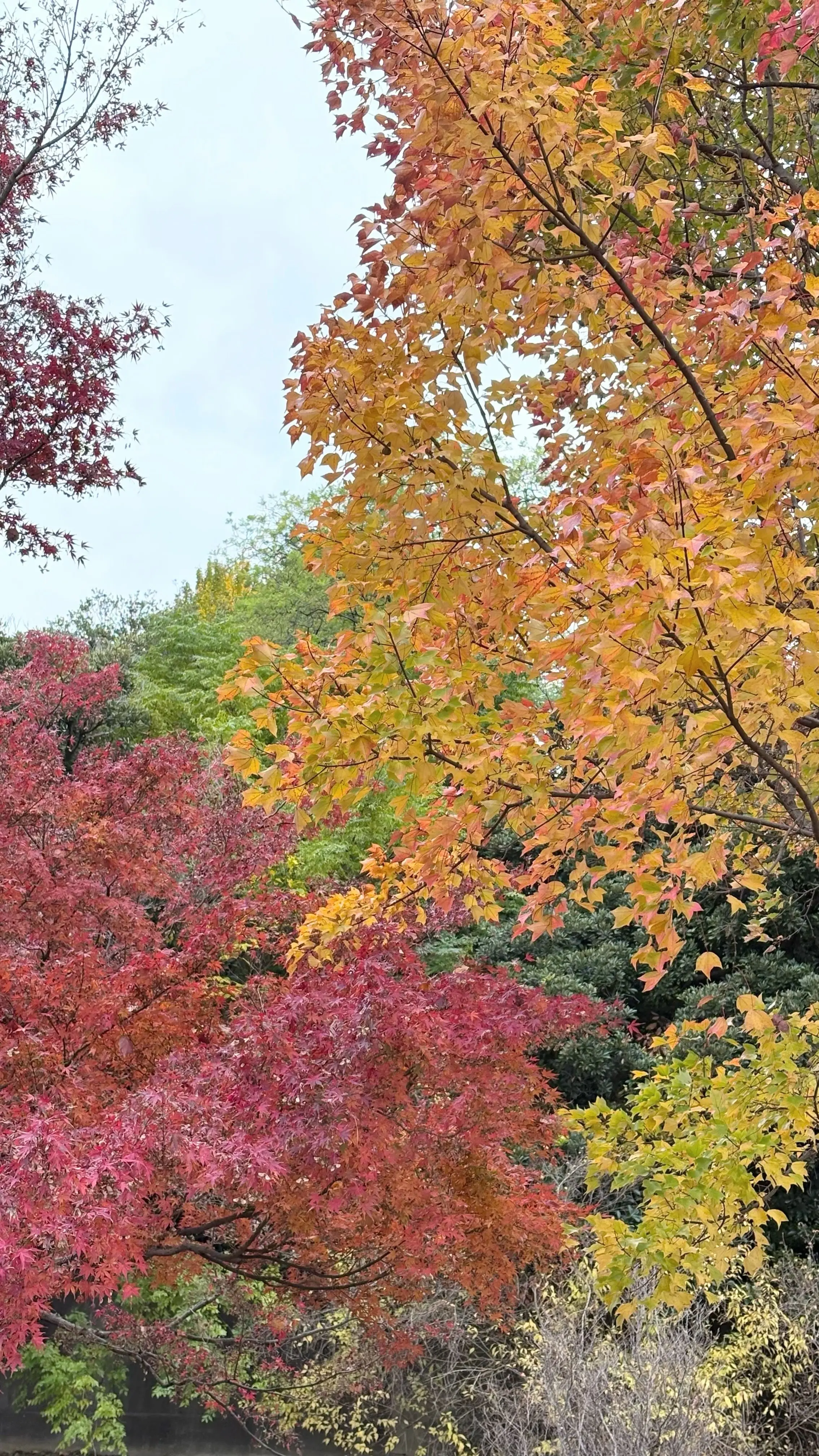皇居　紅葉もきれいでした