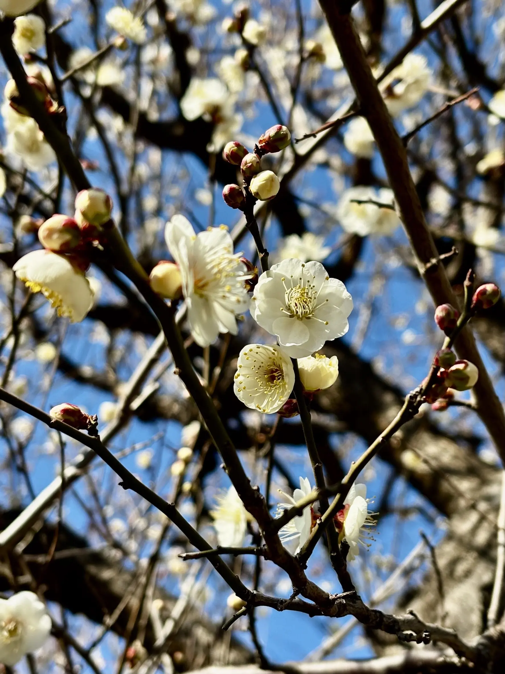 昼の梅の?