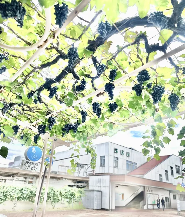 ホワイトコーデで、秋の塩尻市木曽平沢・奈良井宿へ_1_18