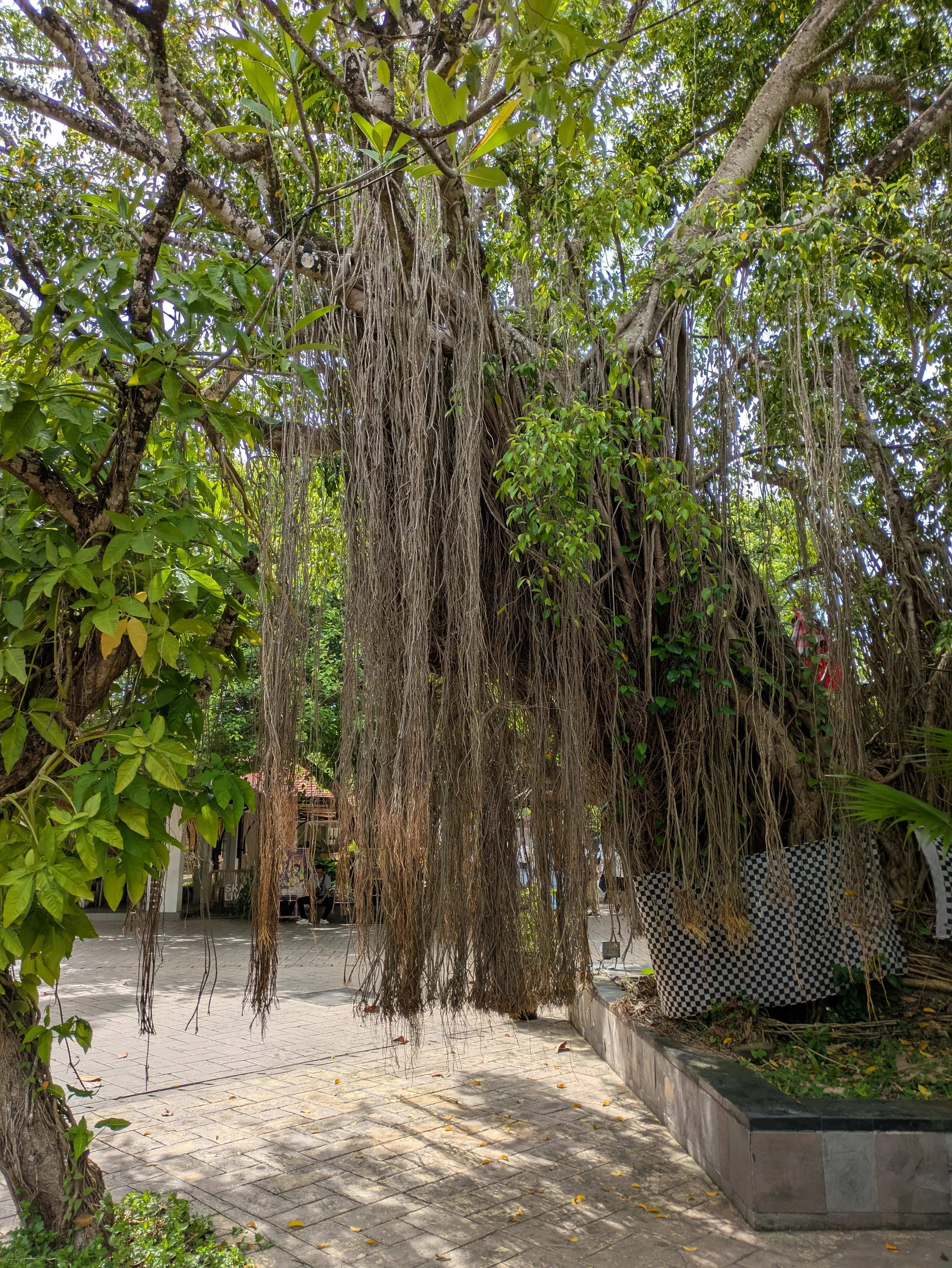 【2026年冬旅】年越しは夫婦で初めてのバリ島へ！その②_1_2