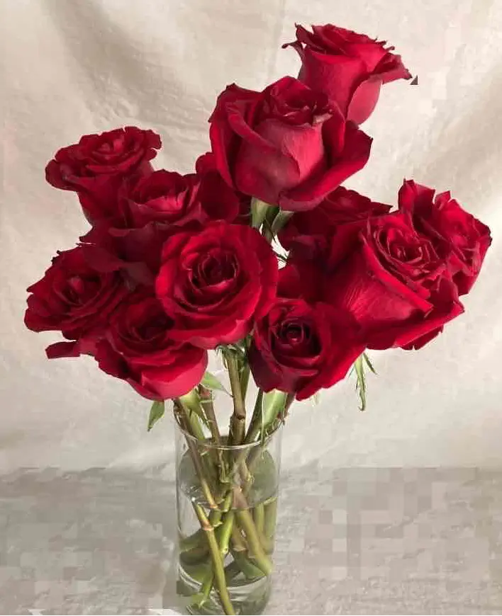 婚約、プロポーズに薔薇を贈る　108本か12本