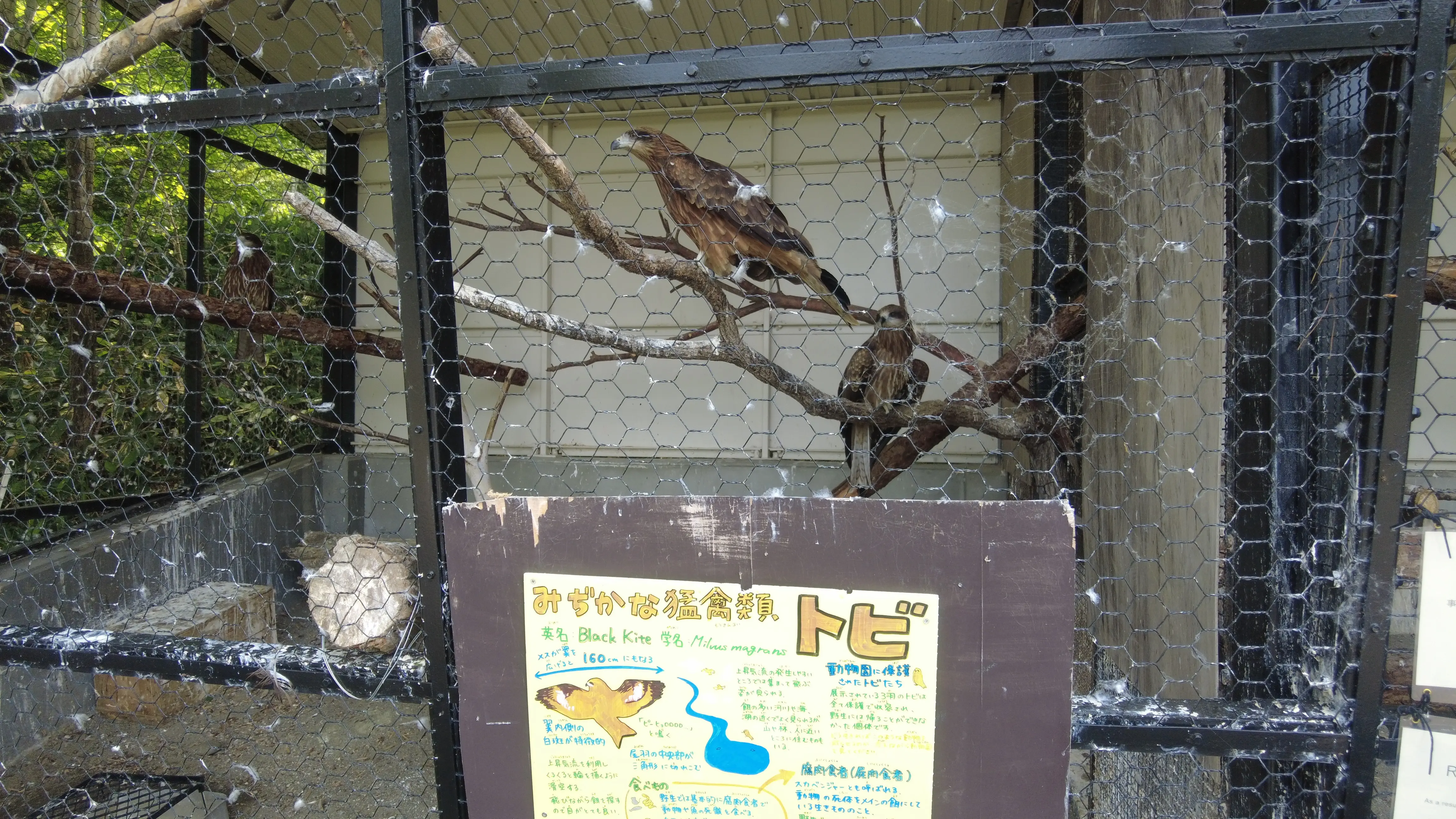 念願だった北海道旭川市「旭山動物園」行ってきました～♪_1_10