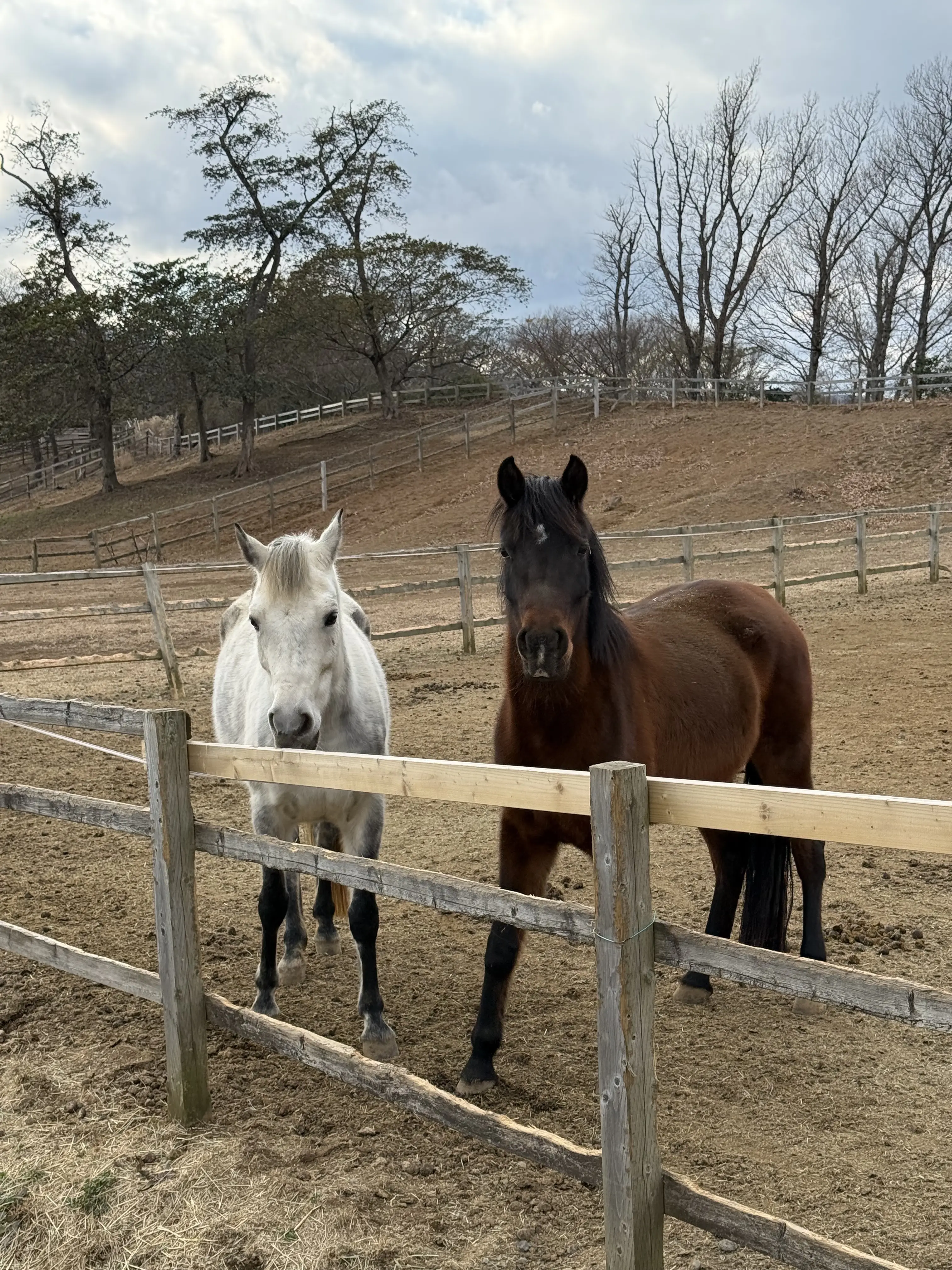伊豆ホース・カントリー