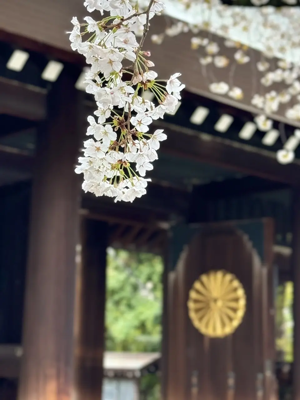 靖国神社の桜 ⑨