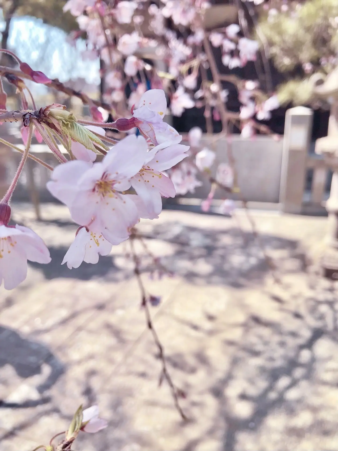 「鎌倉さんぽ」桜の季節とお気に入りの茶寮_1_9