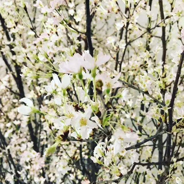 1月の東京で桜を観られるなんて?_1_1-1