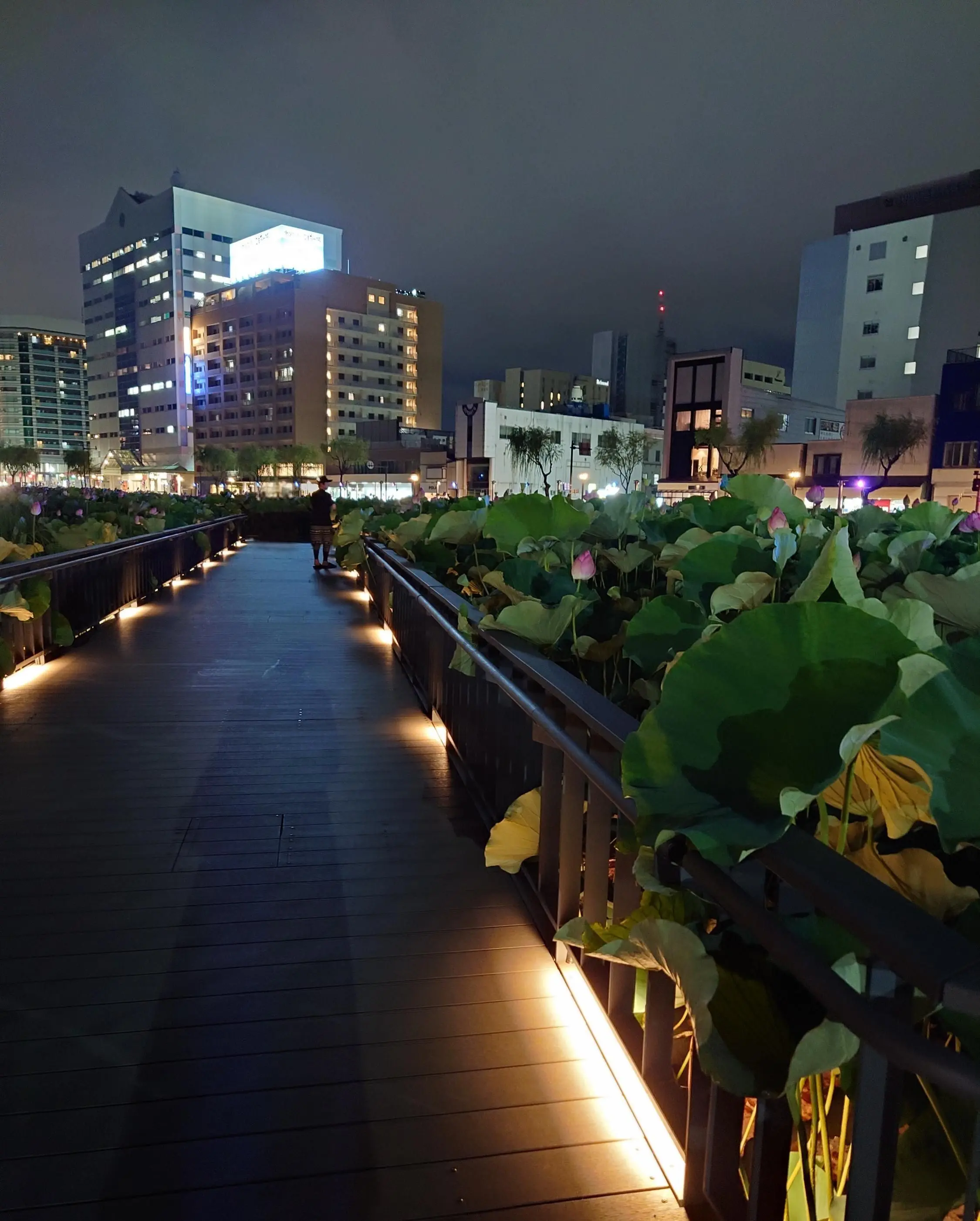 蓮池の遊歩道