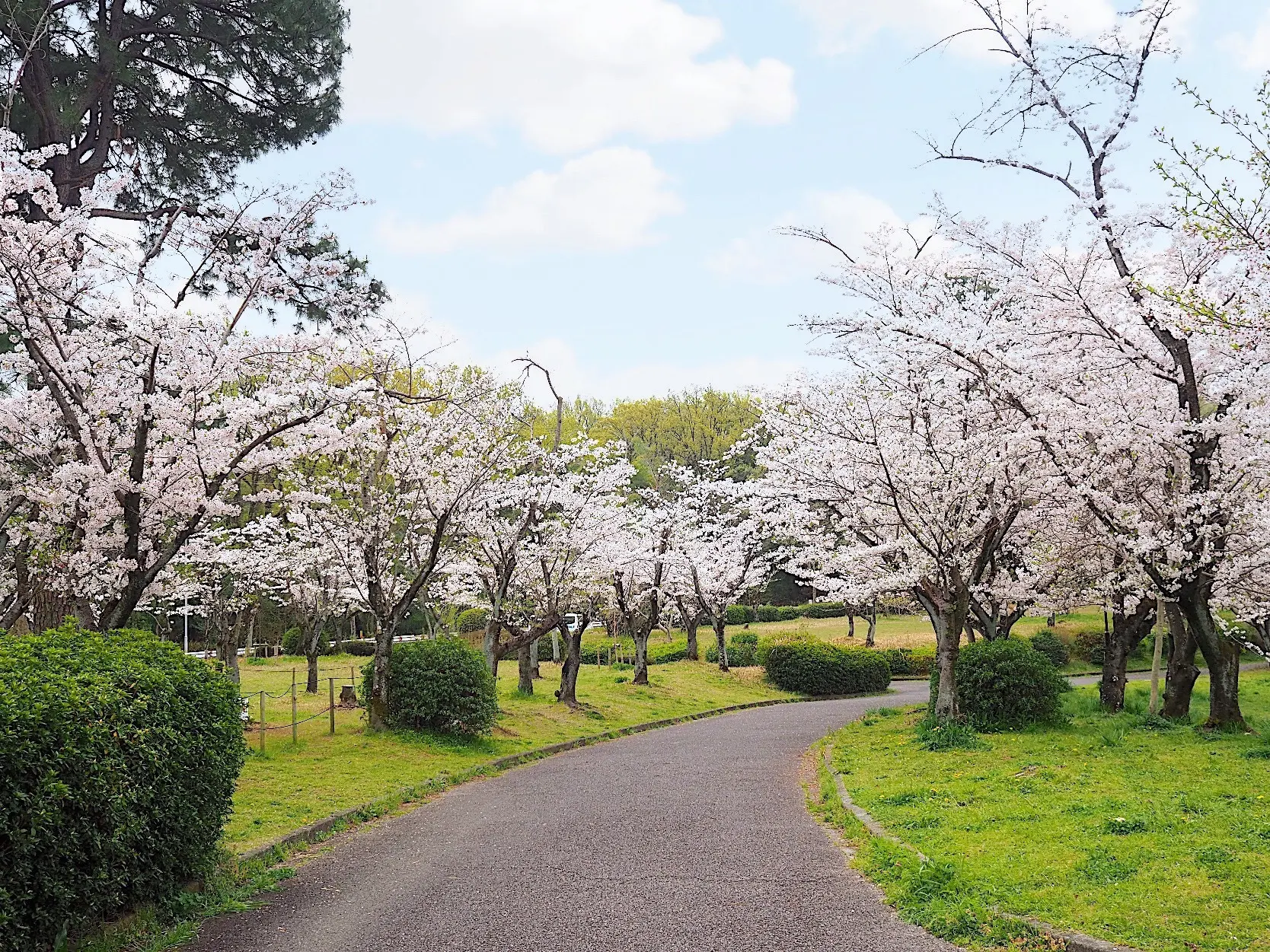 名古屋市の桜の名所、平和公園の桜