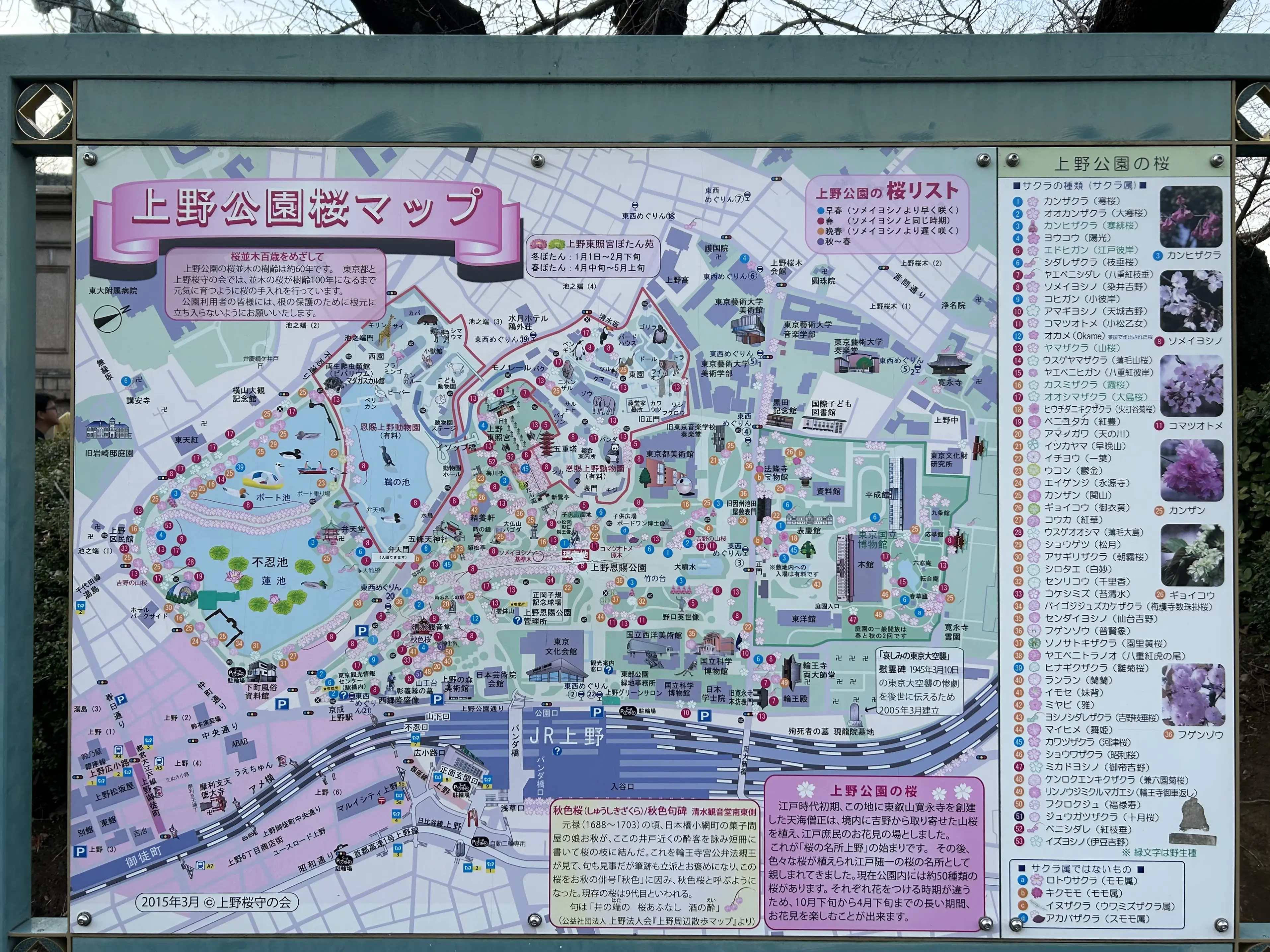 上野公園内　桜マップ
