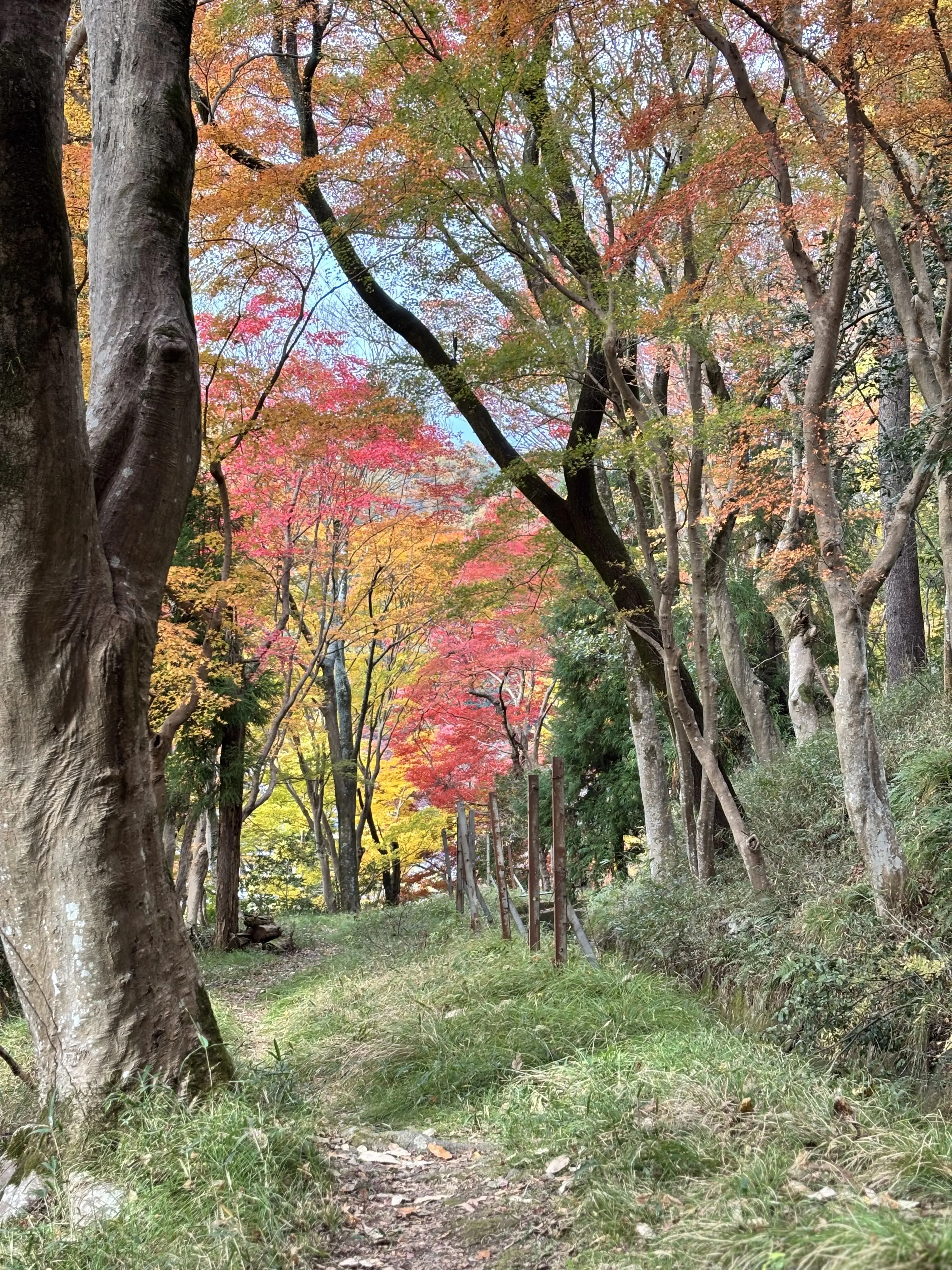 京都　八瀬　もみじの小径