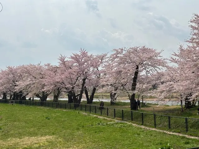 国内旅行 秋田 秋田旅行 角館 大曲 秋田犬 花火大会 武家屋敷 秋田土産 秋田銘菓 比内地鶏 羽田空港 秋田空港 日本酒 地酒 地ビール 桜 花見 もろこし 日本三大花火 秋田駅