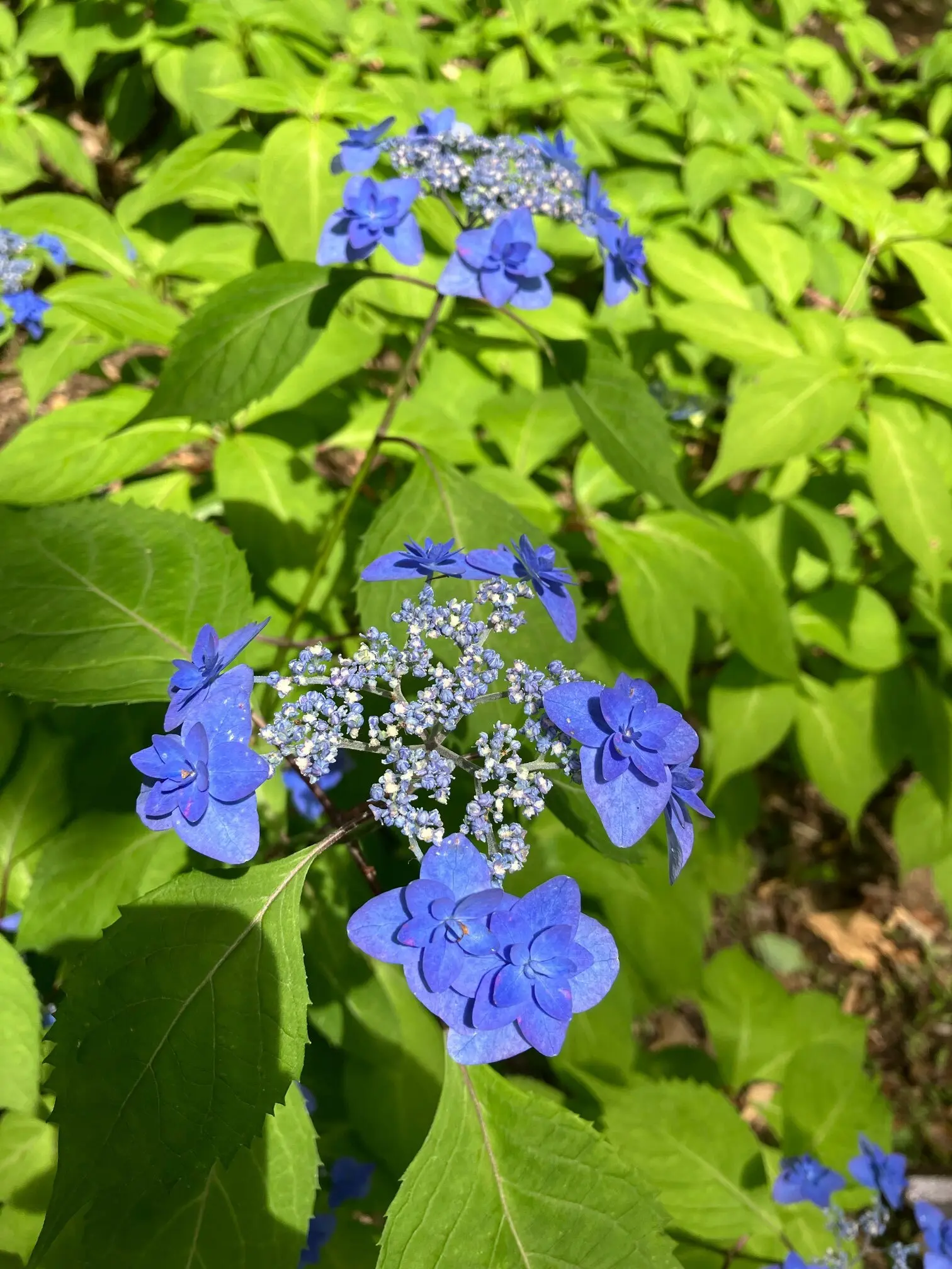 あじさい　紫陽花　　　　和のあじさい　六義園　ガクアジサイ　山紫陽花　都路里　　あじさいパフェ　大丸東京　手毬花　