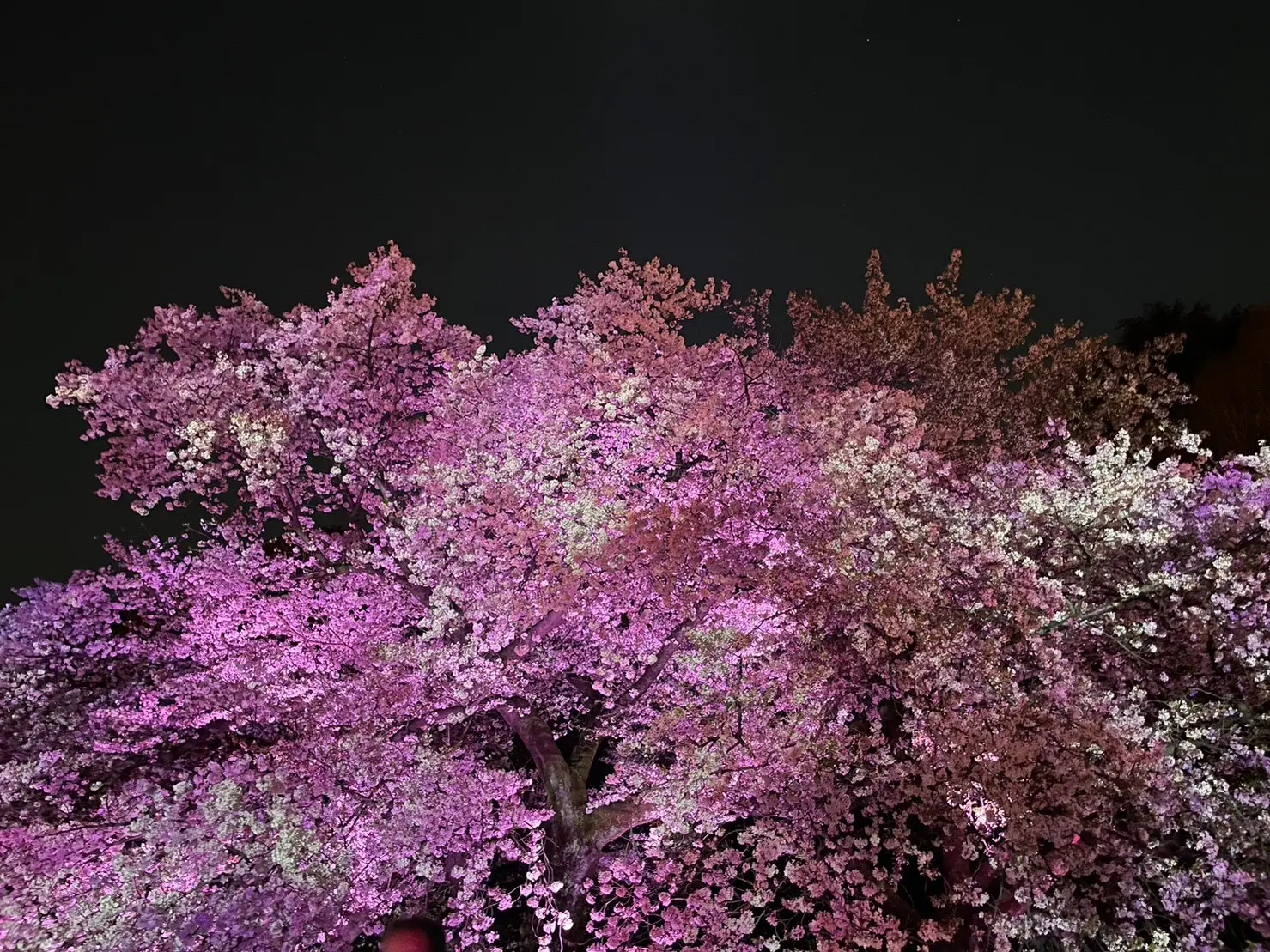 期間限定 ライトアップ夜桜　～幻想の世界～　新宿御苑×NAKID_1_7-2