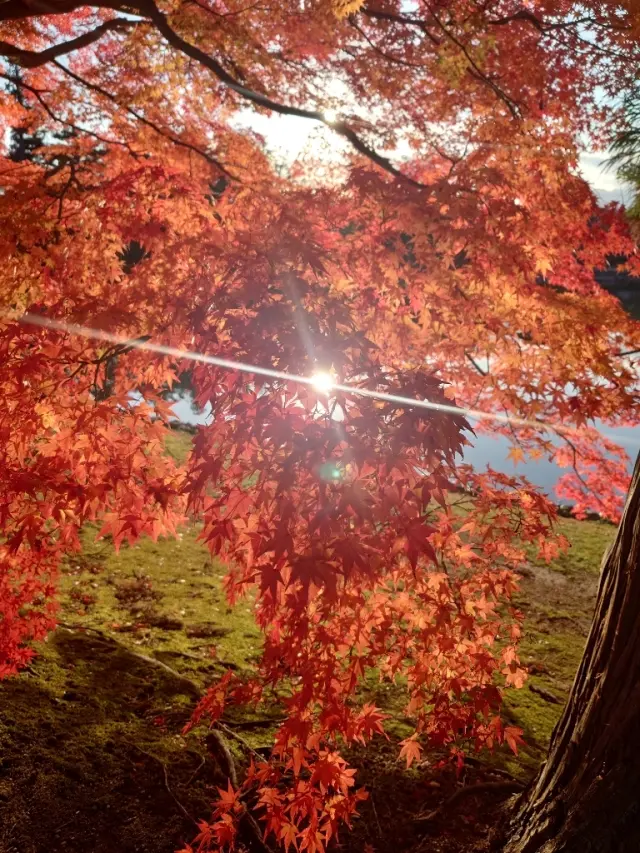 岩手から秋田 ①🍁平泉、紅葉の毛越寺_1_9