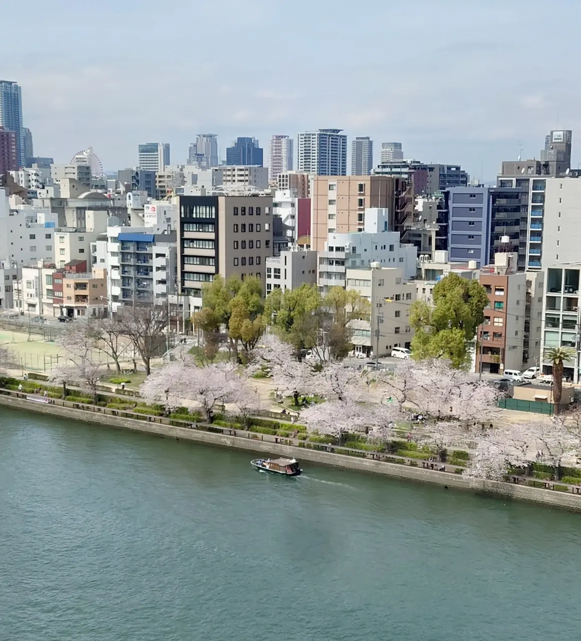 堂島川の桜