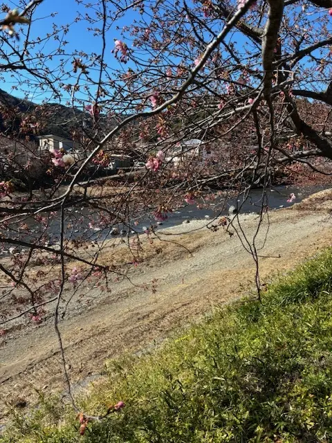 伊豆へ河津桜を見に行ってきました♪_1_1