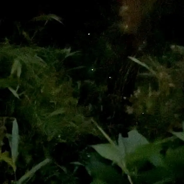 庭園でポツポツ光る蛍
