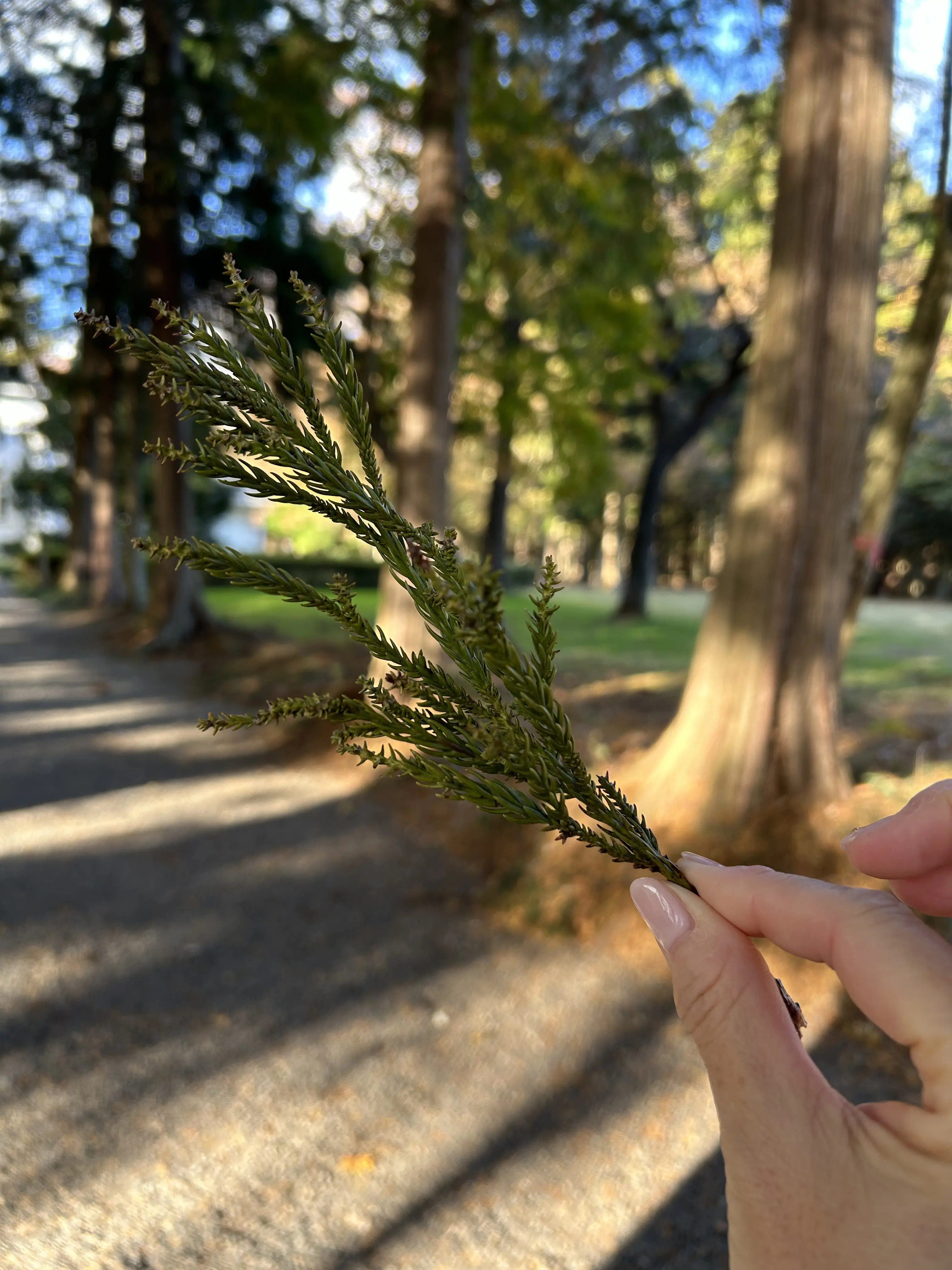 晩秋の那須高原へ紅葉狩りに_1_2