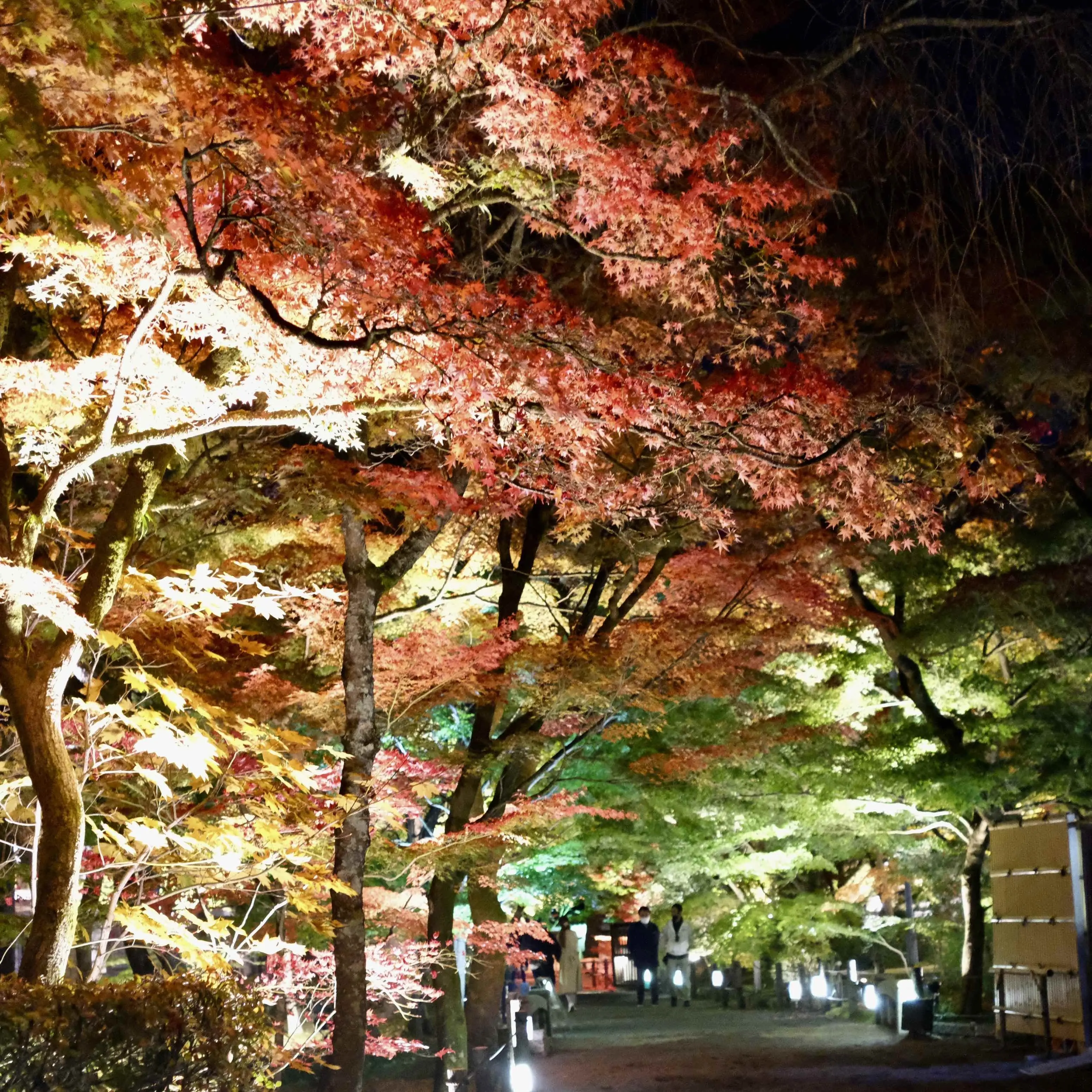 京都「永観堂」のライトアップされた夜の紅葉