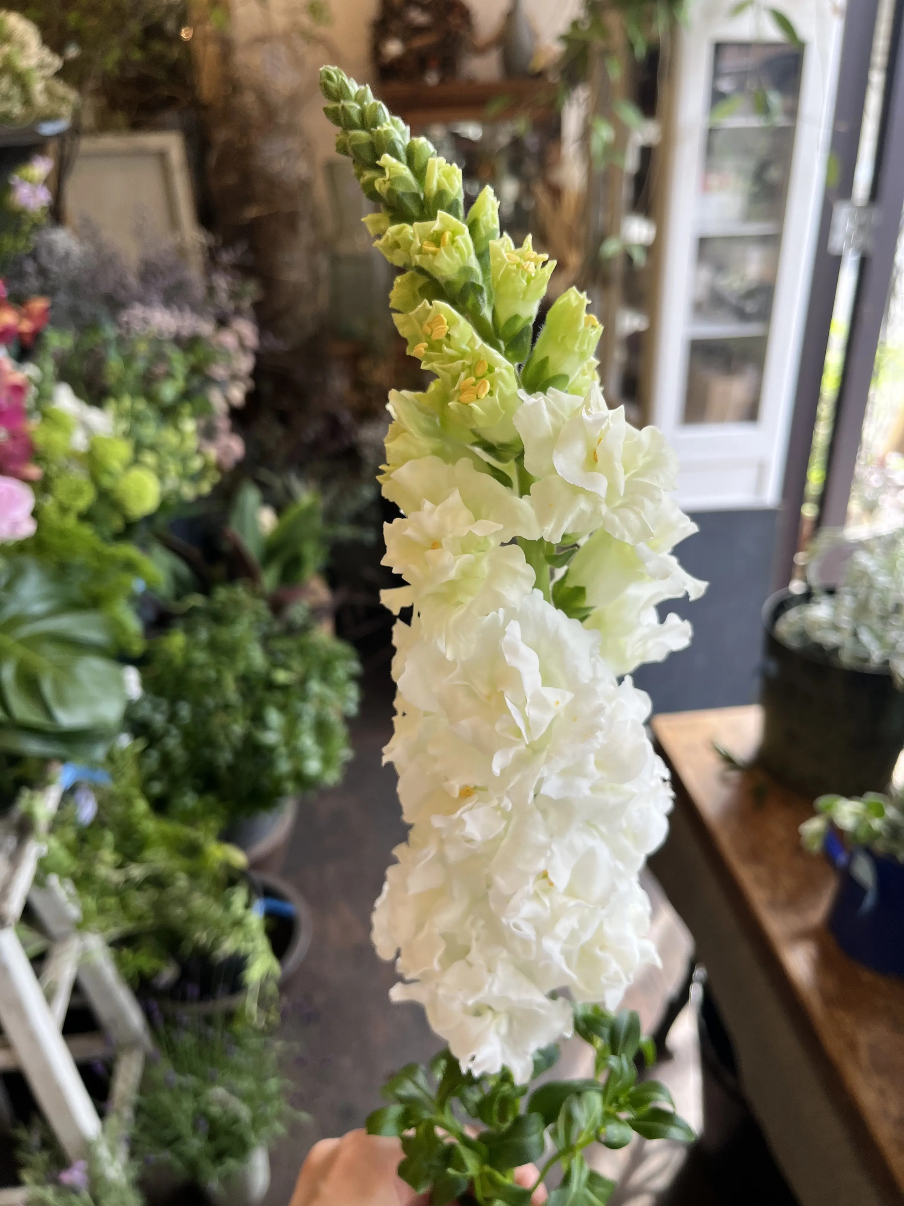 最近の〝花活〟_1_7