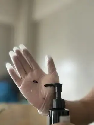 カラーガジェット カラーシャンプー