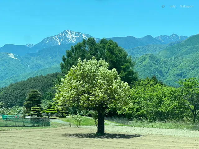 【旅するさかぽん】蔵の街でお買い物@長野県 中町通り編①_1_3