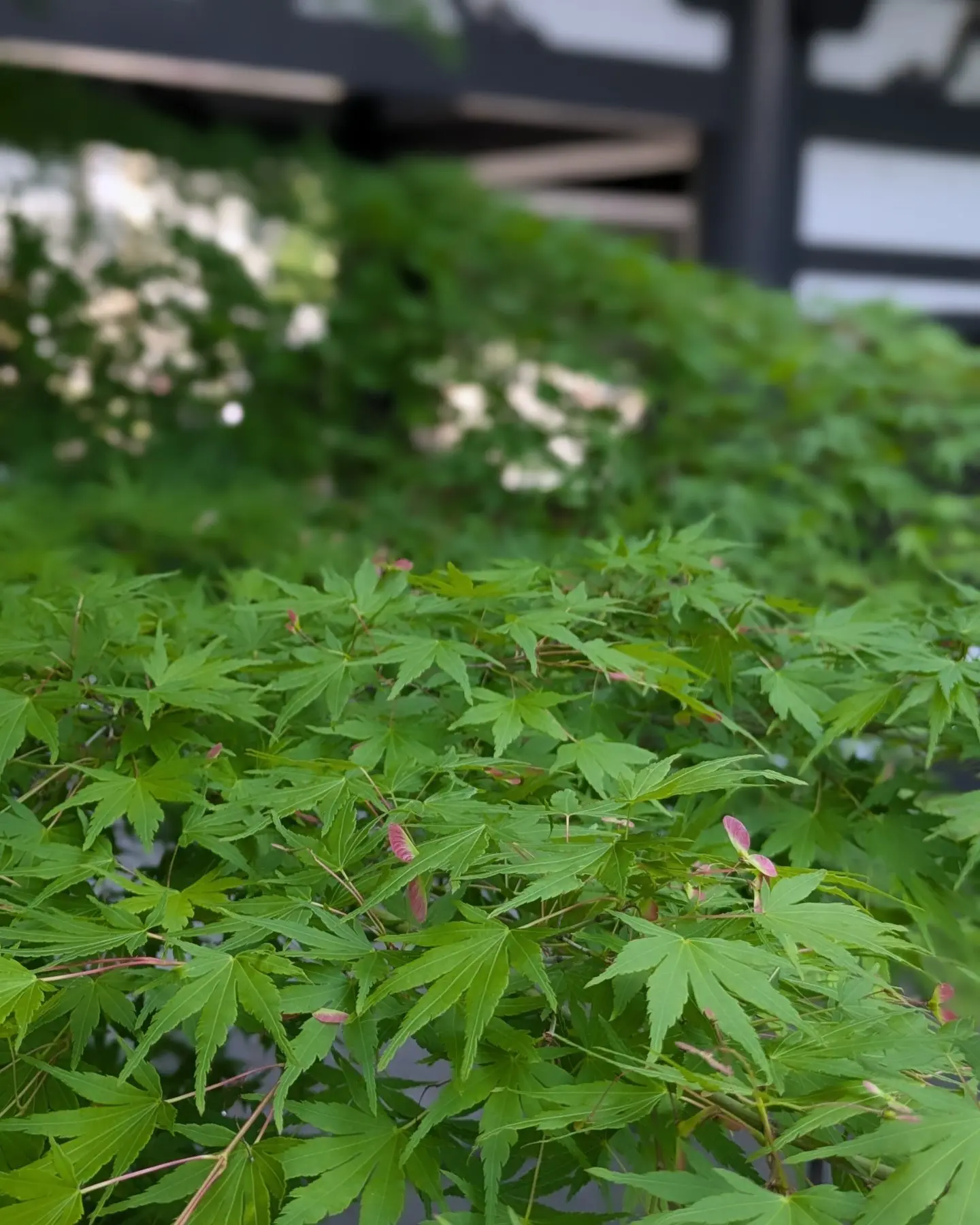 愛宕グリーンヒルズの絶景レストランで天麩羅＆いちごスイーツづくしのゆったり時間_1_3-2