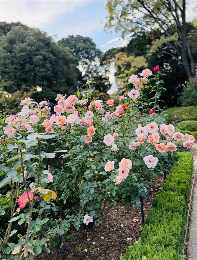 美しいバラと紅葉、旧古河庭園へ_1_7