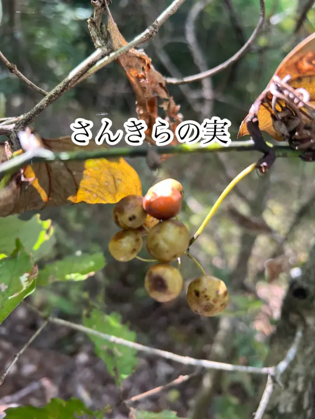 秋の恵みたっぷり！手作り酵素ドリンク_1_2