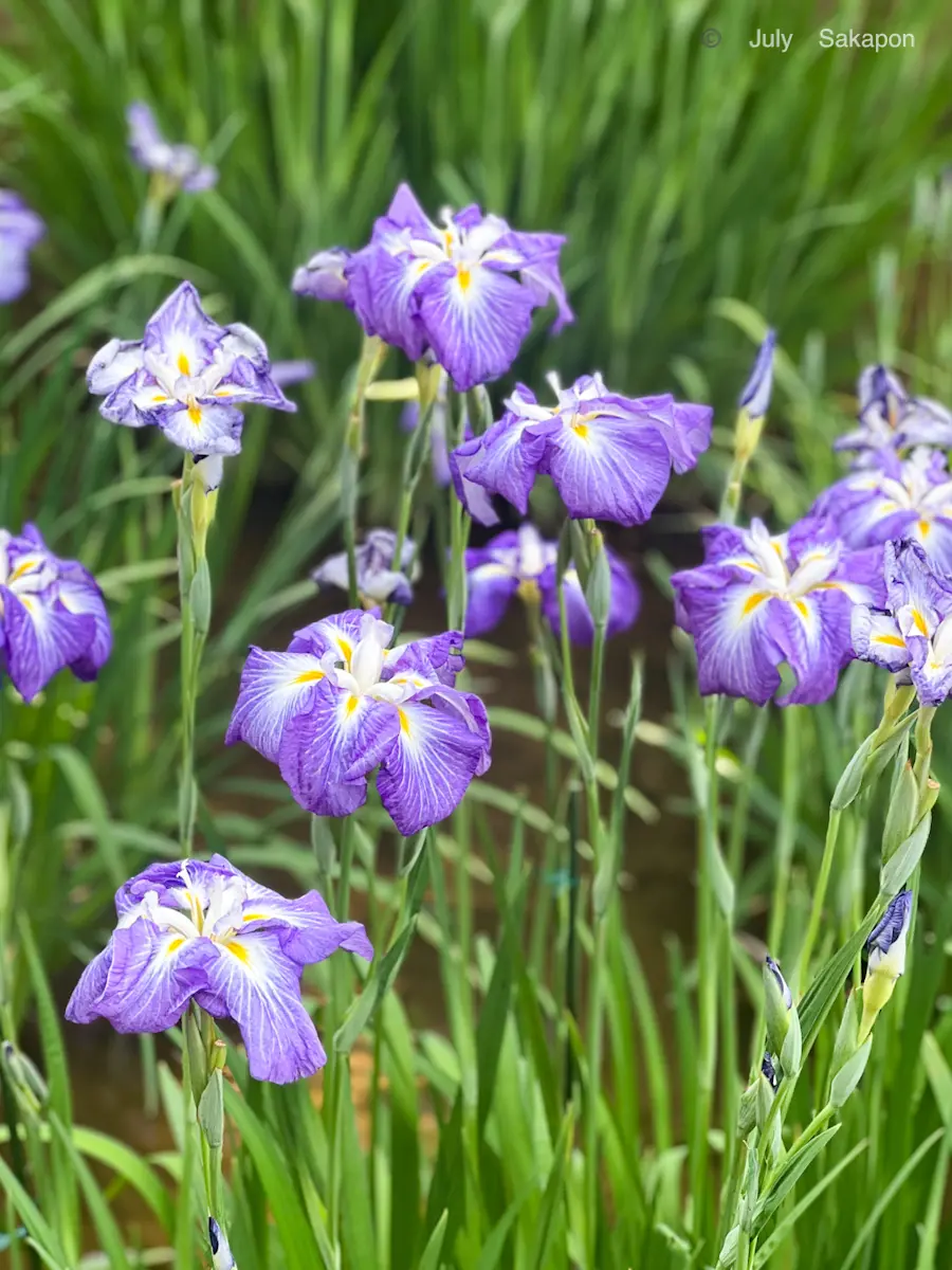 【明治神宮御苑】花菖蒲2025.6.7_1_5