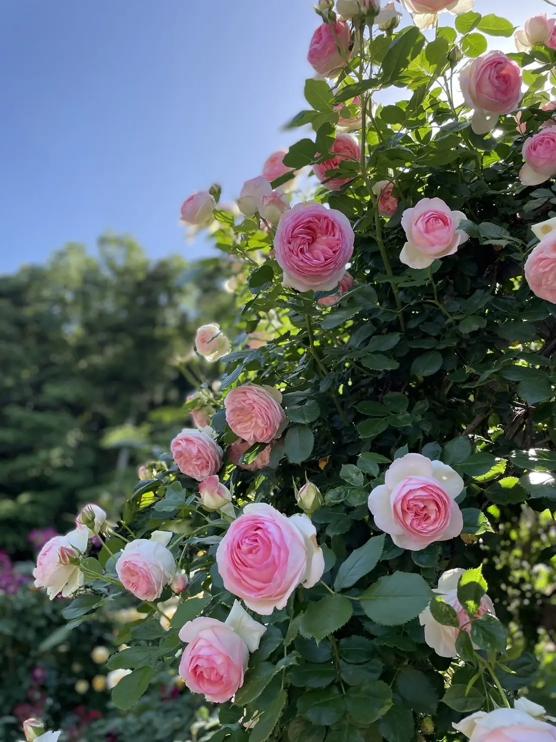 満開のバラに♡間に合いました♡_1_4-2