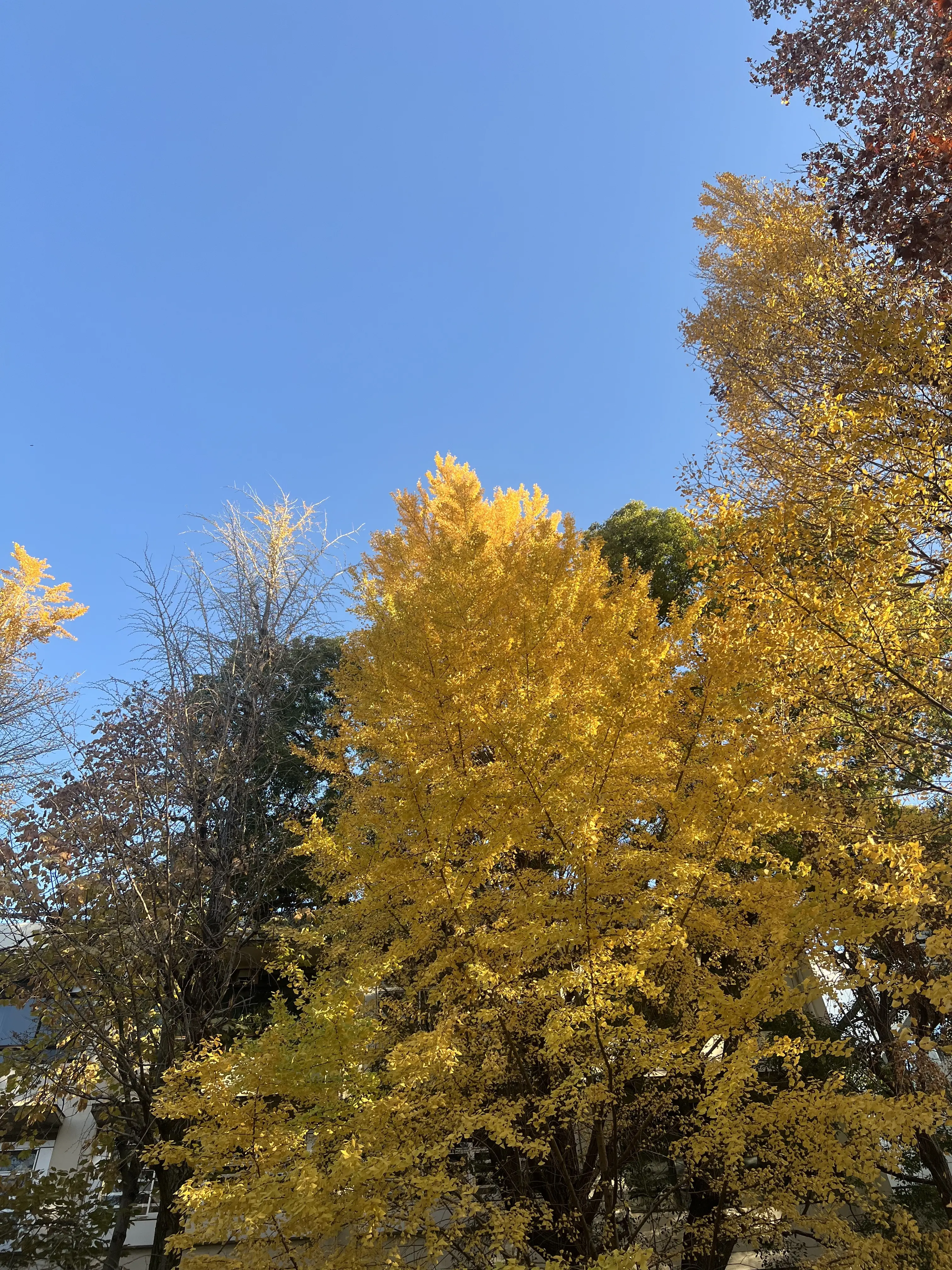 最愛ジャケットはエコツイード♡_1_1